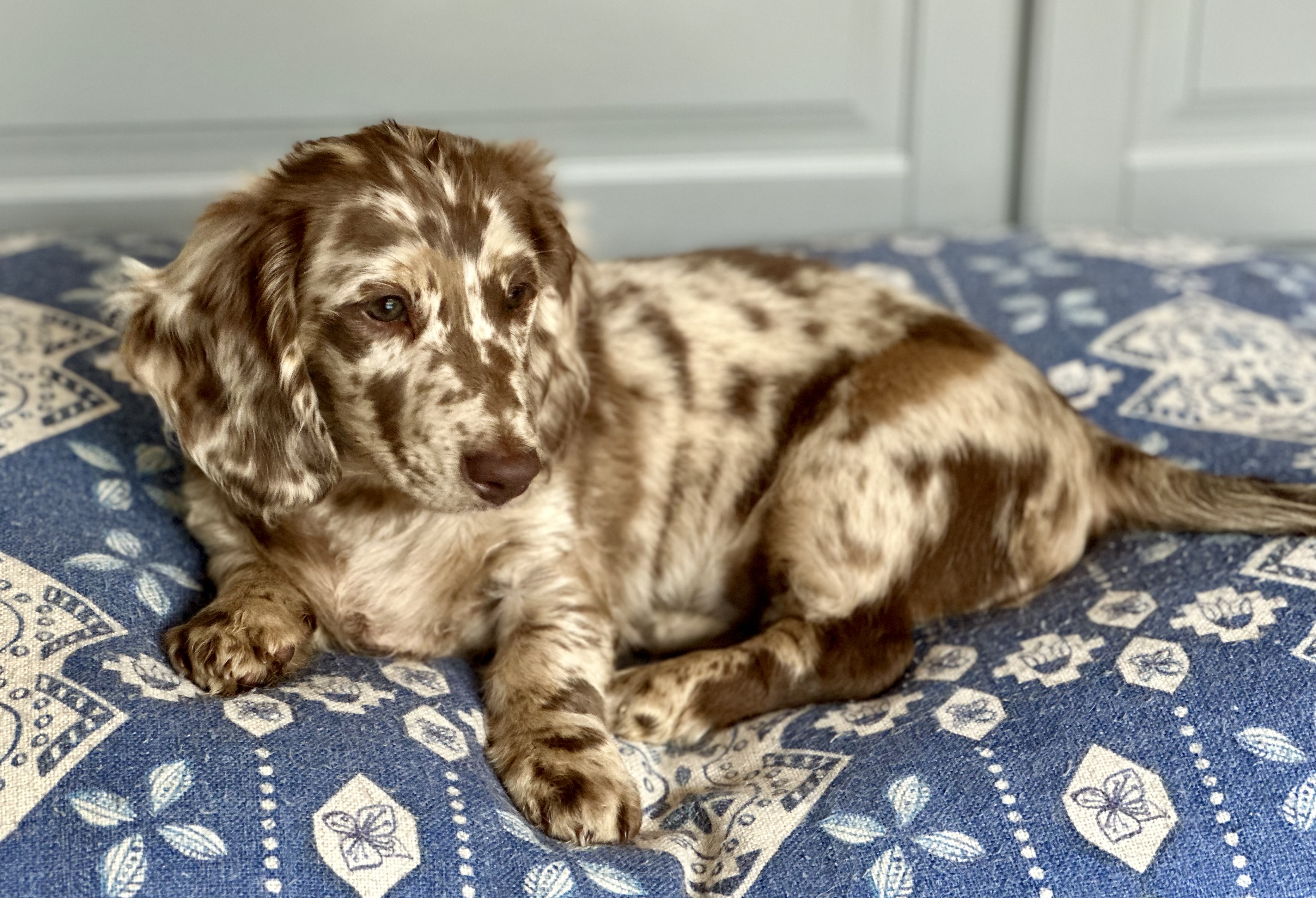 Long Hair Mini Dachshunds