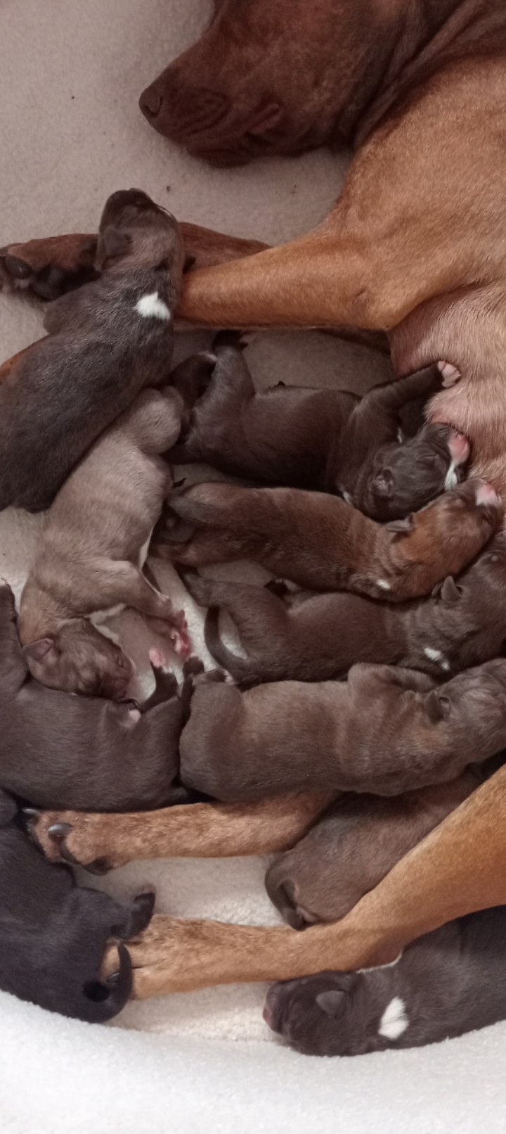 American Staffordshire Bull Terrier – Woree