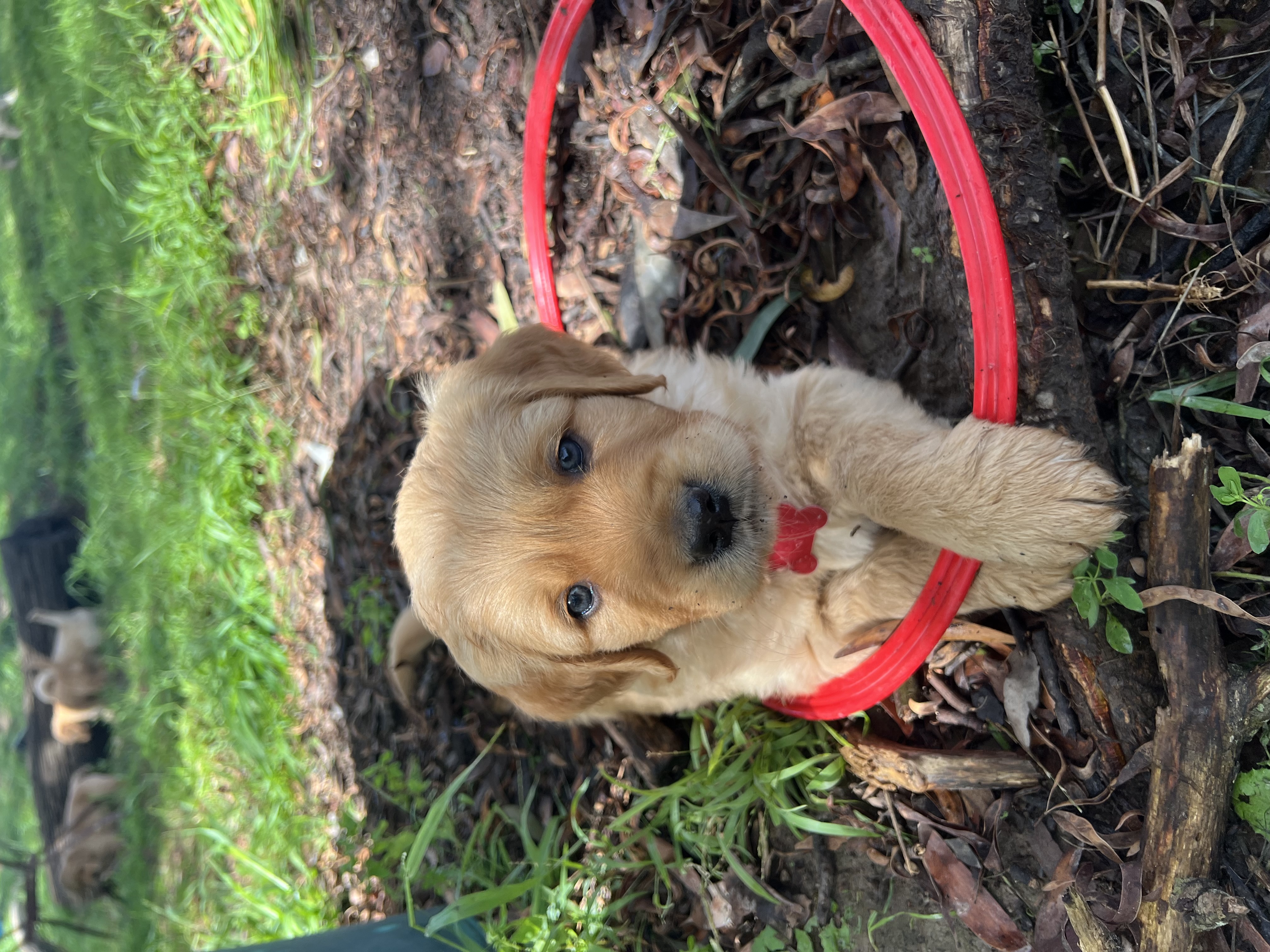 Golden Retriever – Melbourne