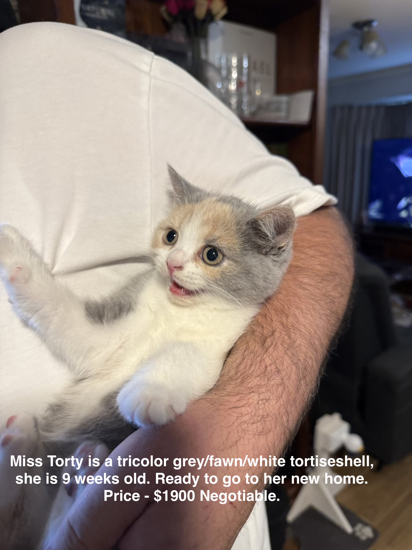 British Shorthair – Melbourne