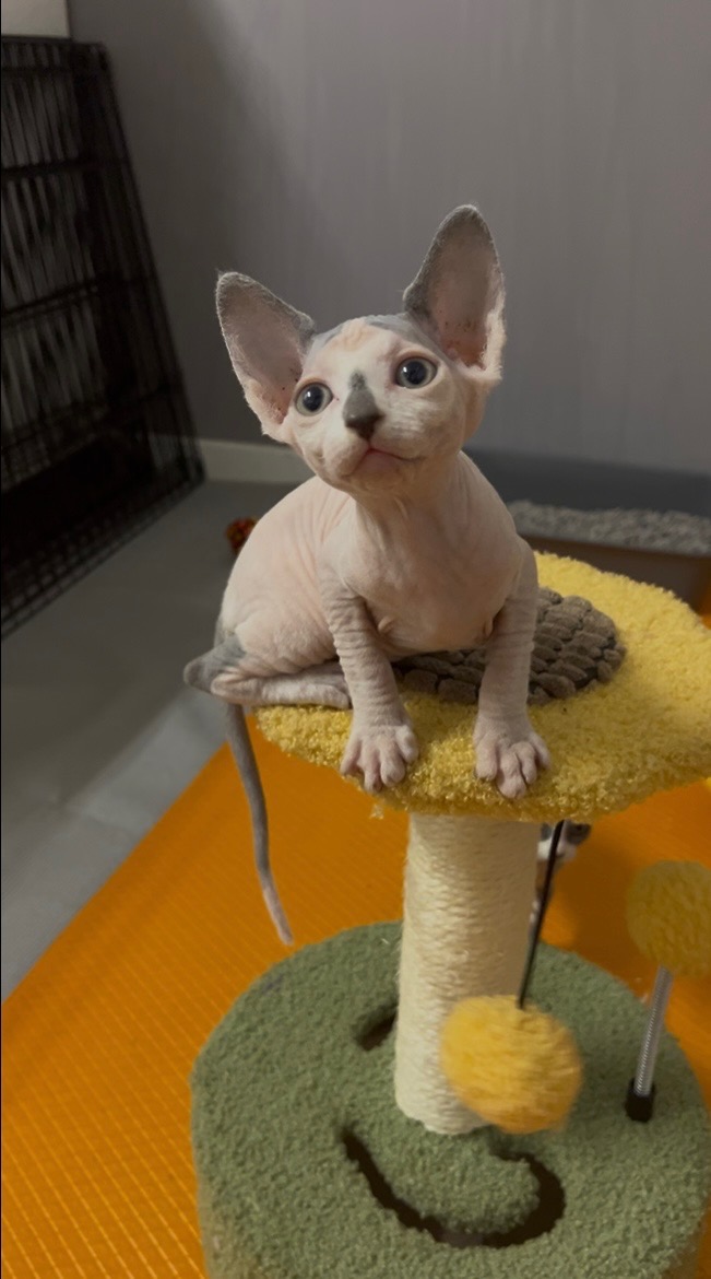 Sphynx – Baulkham Hills