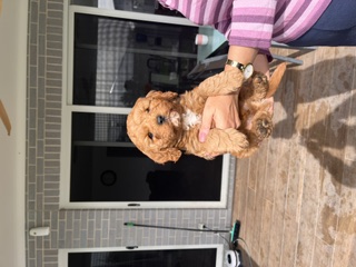 Toy Cavoodle – Medowie