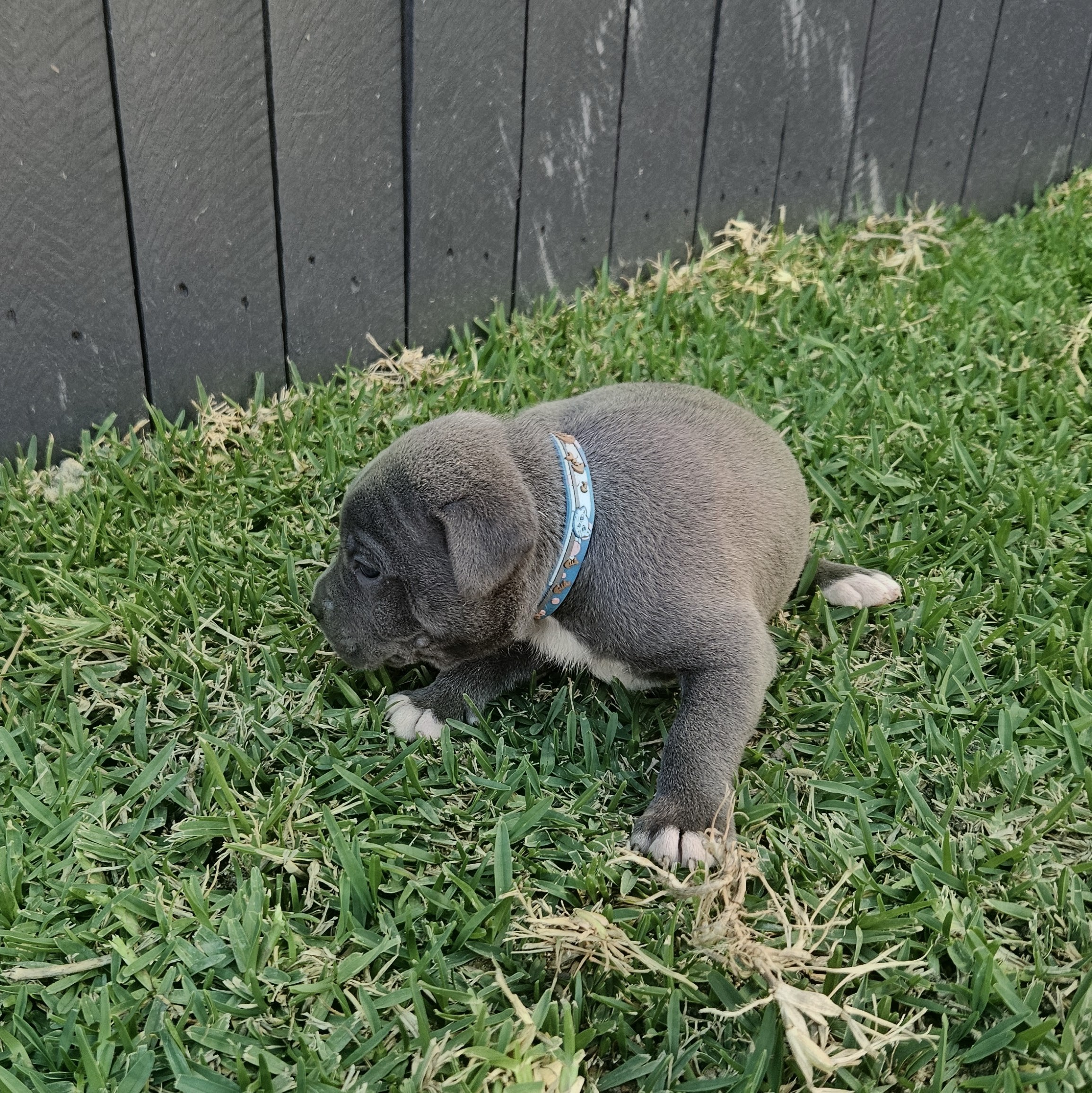 American Staffordshire Bull Terrier – Rasmussen