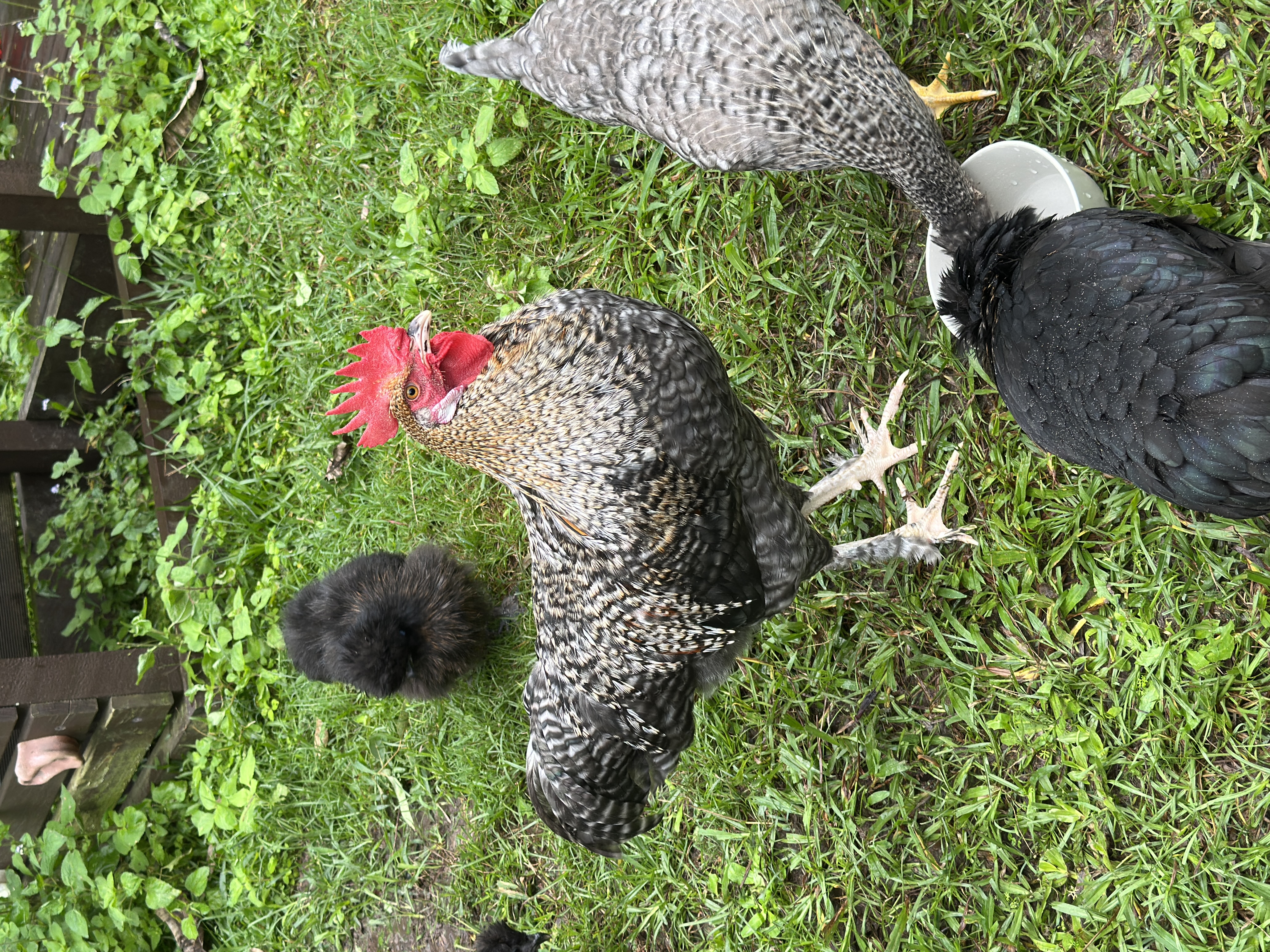 Birds – Guanaba
