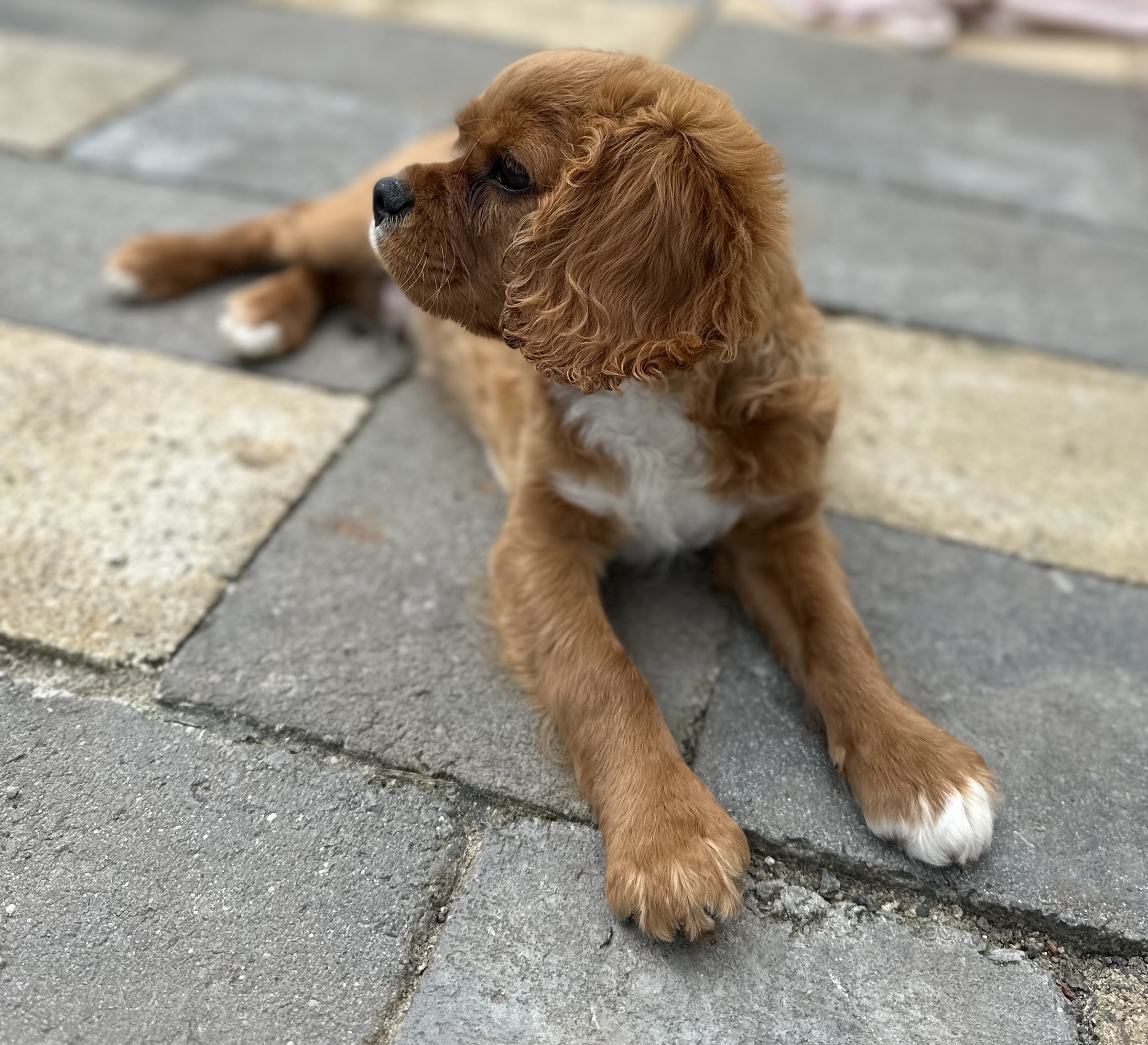 Cavalier King Charles spaniel puppy
