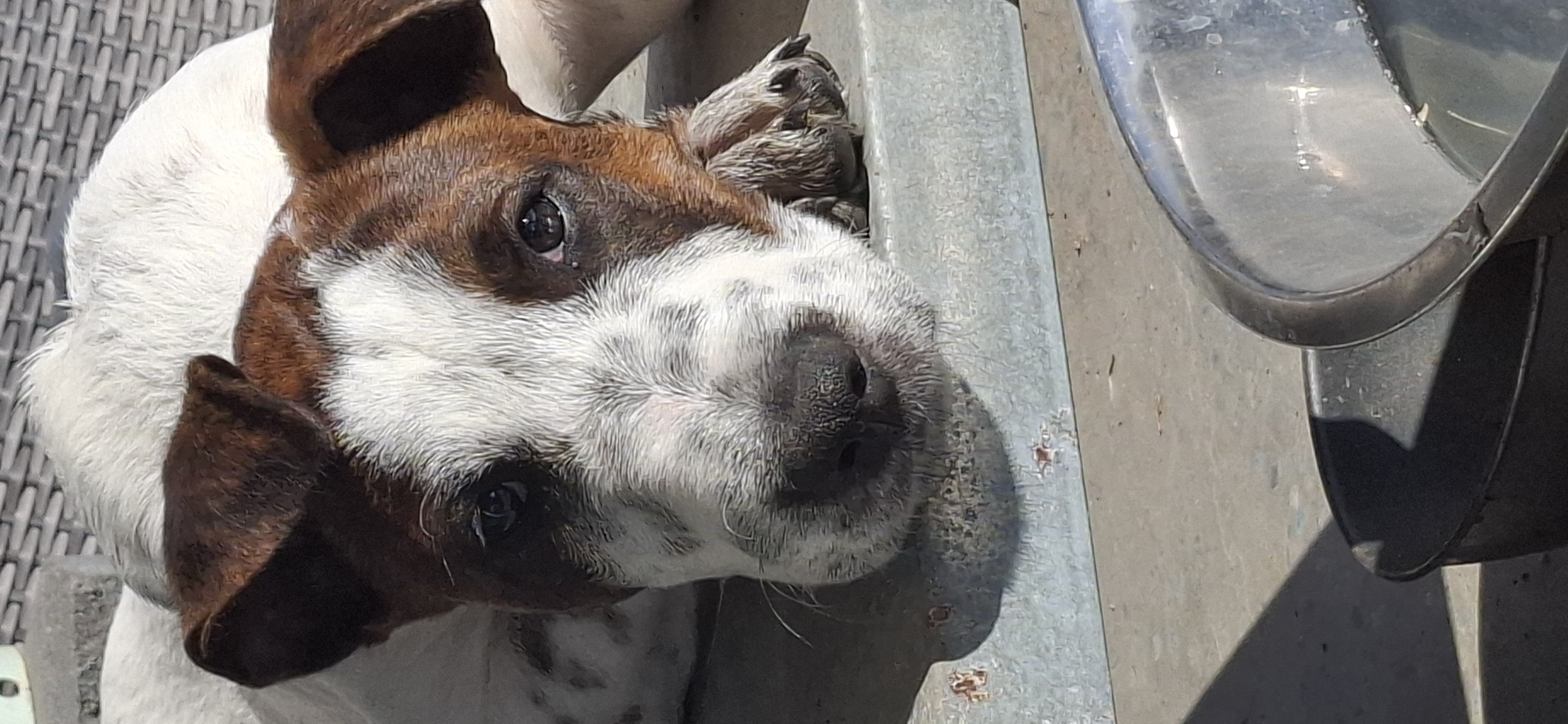 Australian Stumpy Tail Cattle Dog – Woodford