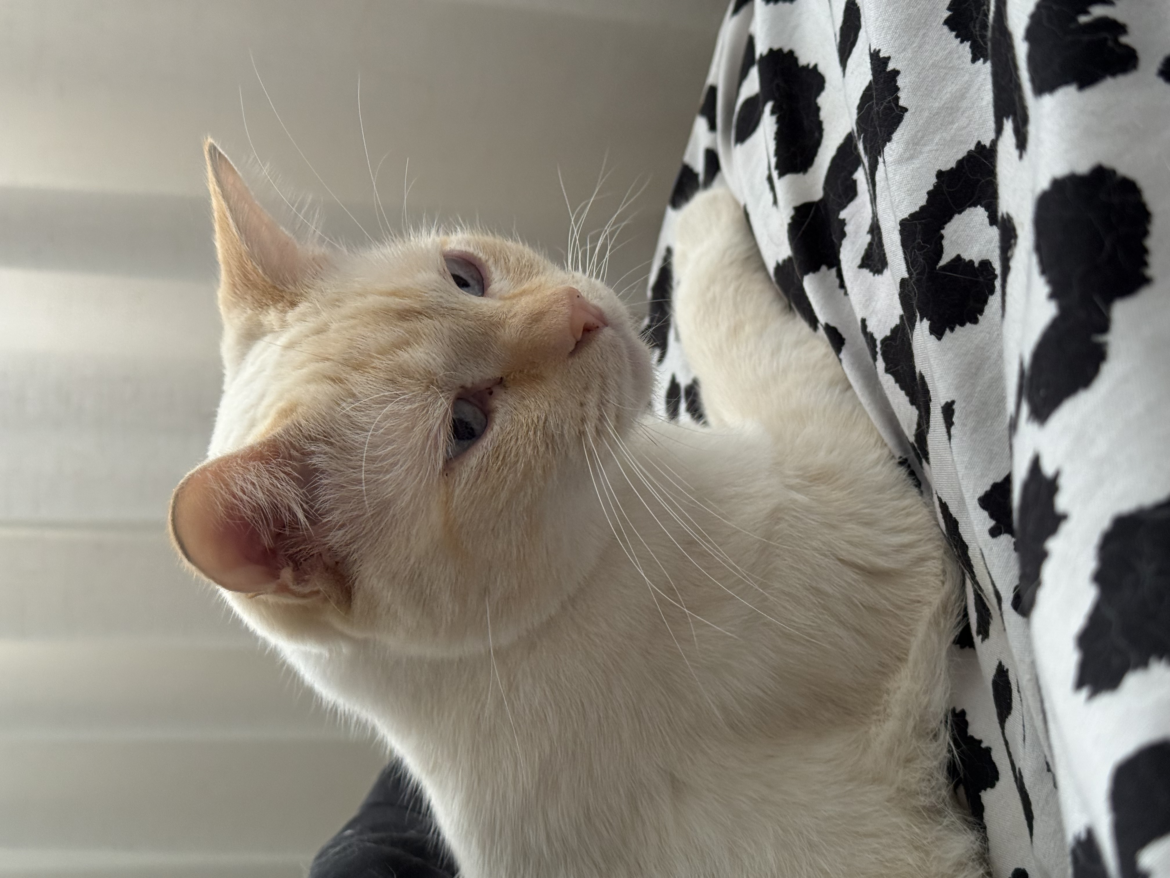 Ragdoll – Bundall