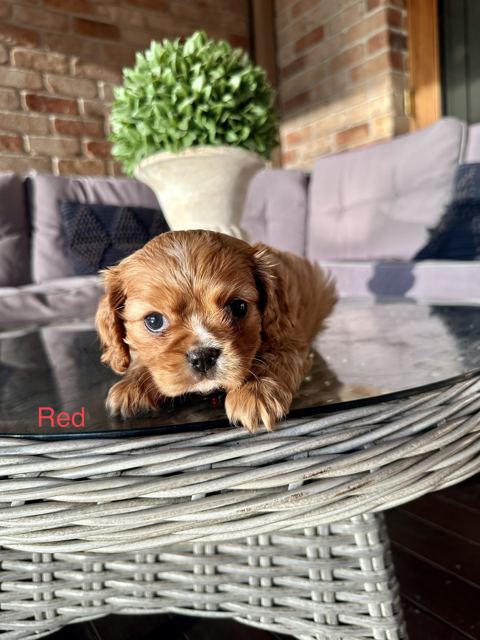 King Charles cavalier puppies
