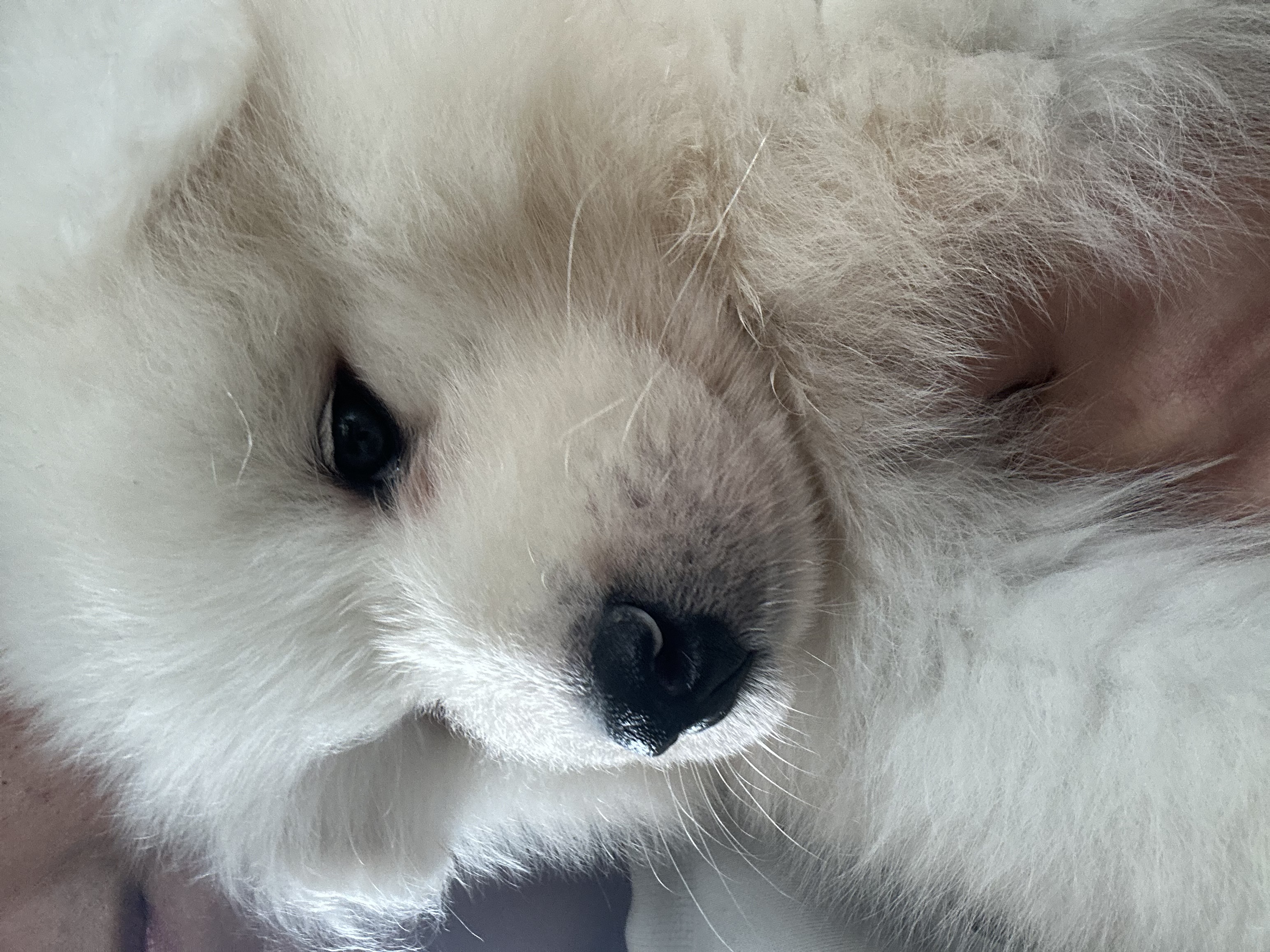 Pure Bred Samoyed Puppy for sale