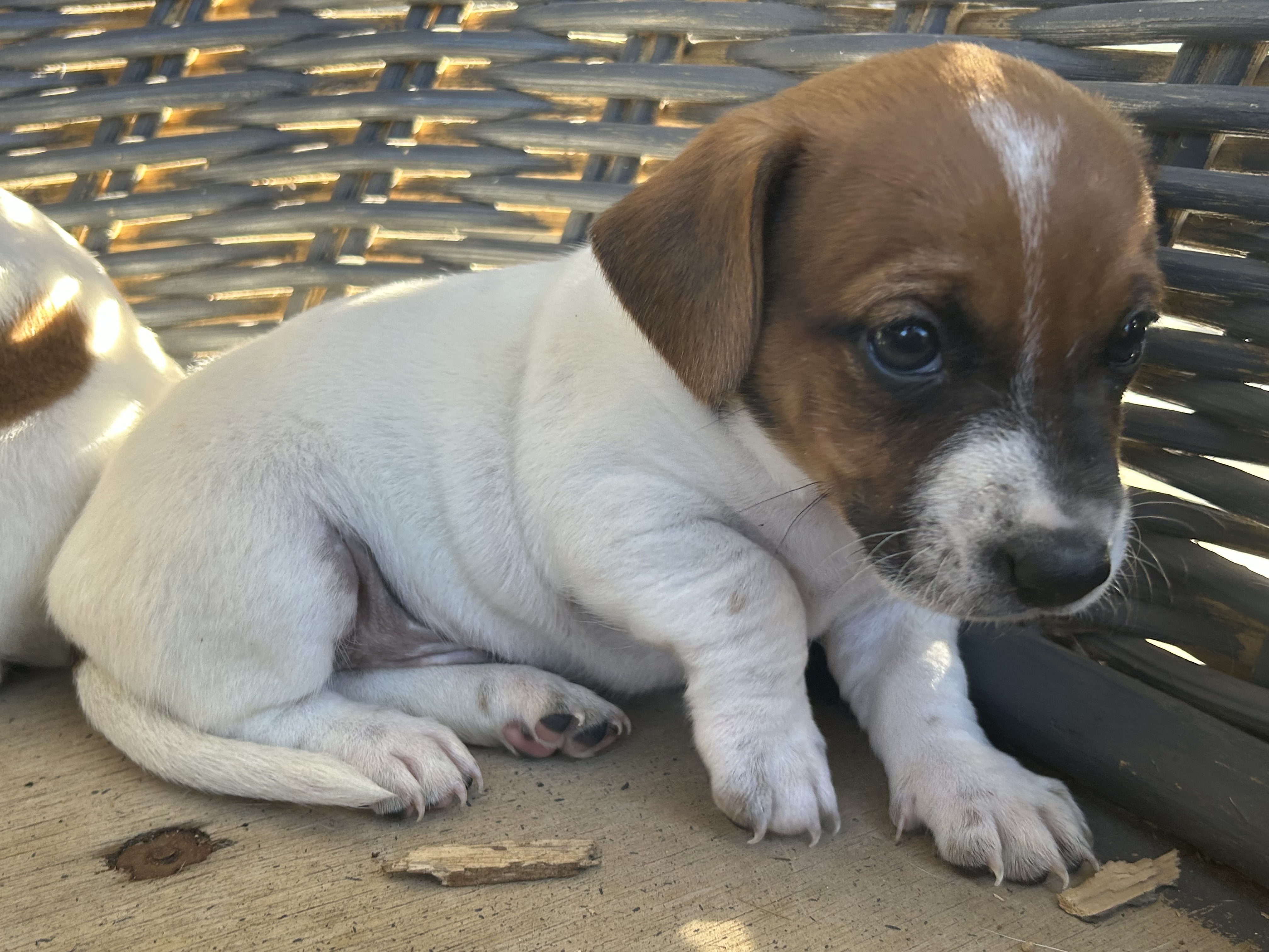 Jack Russell - Crookwell