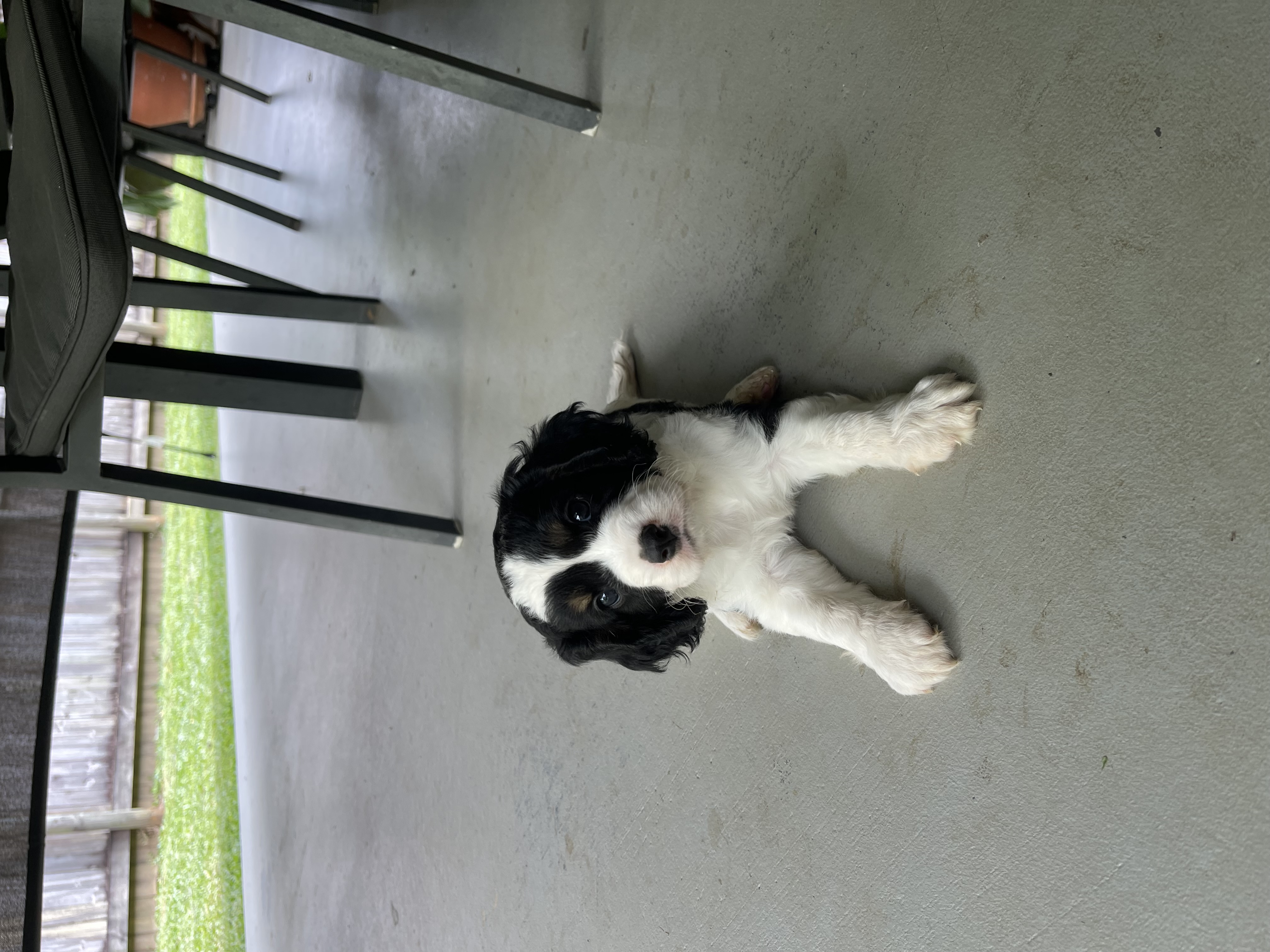 Cavoodle – Bentley Park