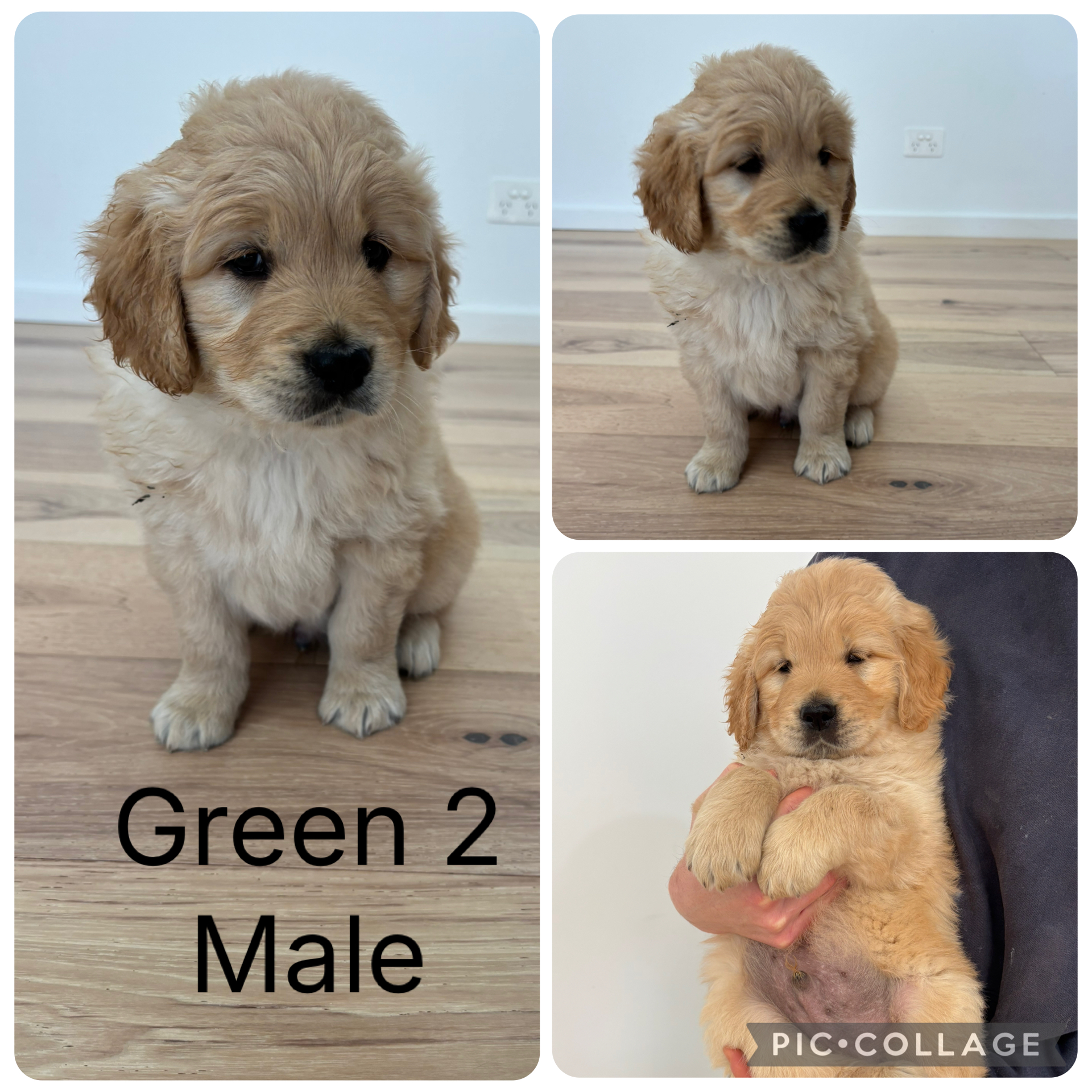 Golden Retriever – Warrnambool