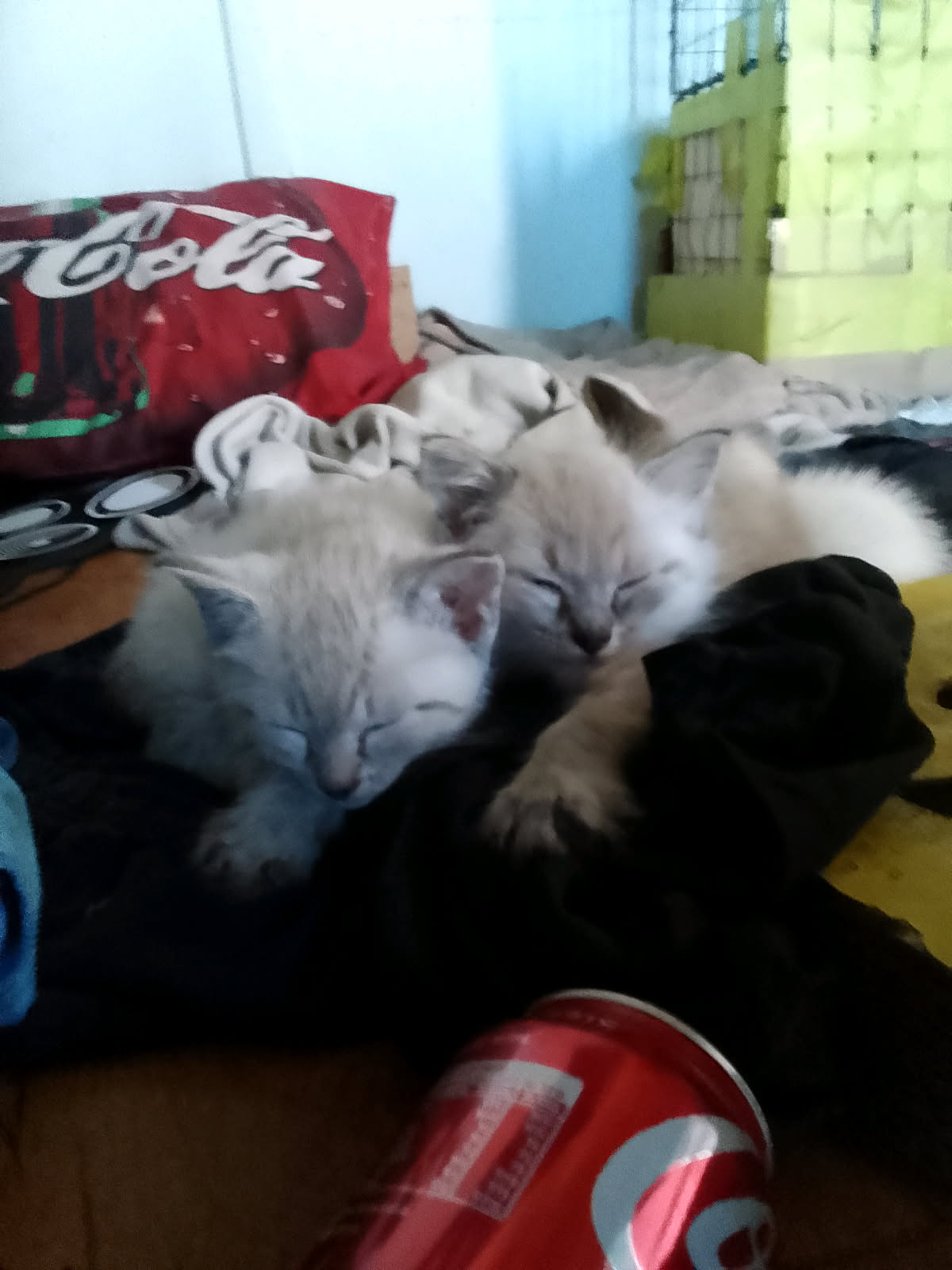 Domestic Medium Hair (DMH) – Chermside