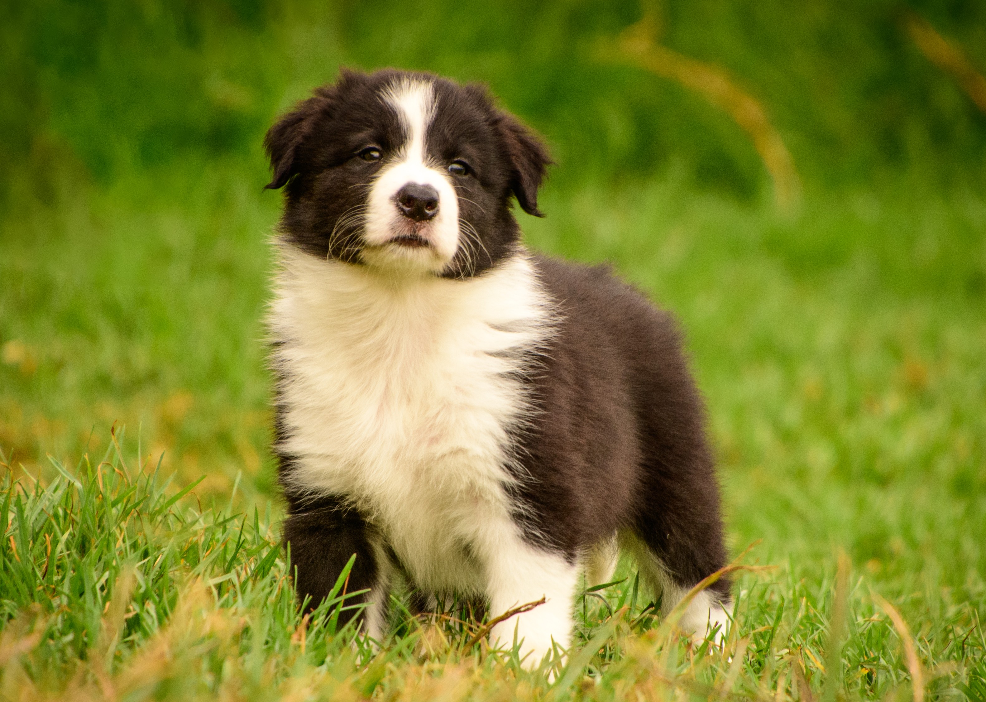 Border Collie