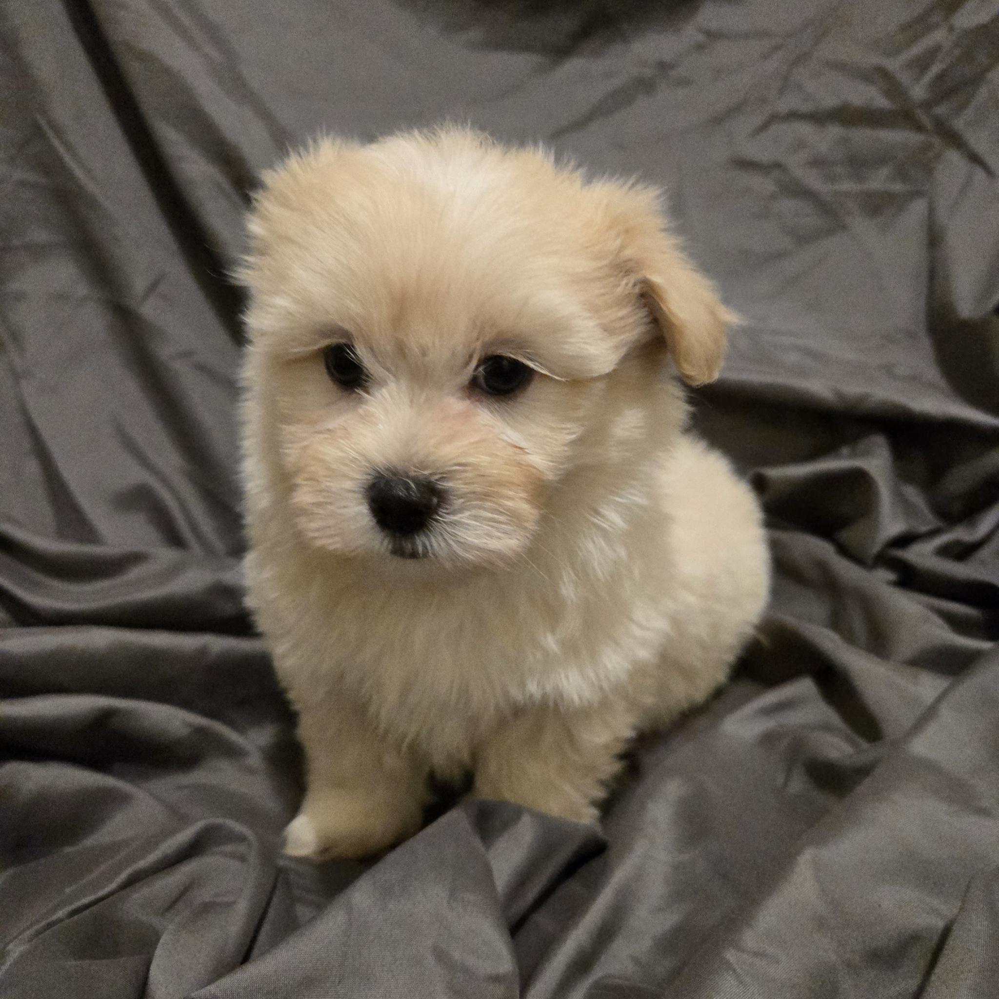 Maltese Shih Tzu – Benalla