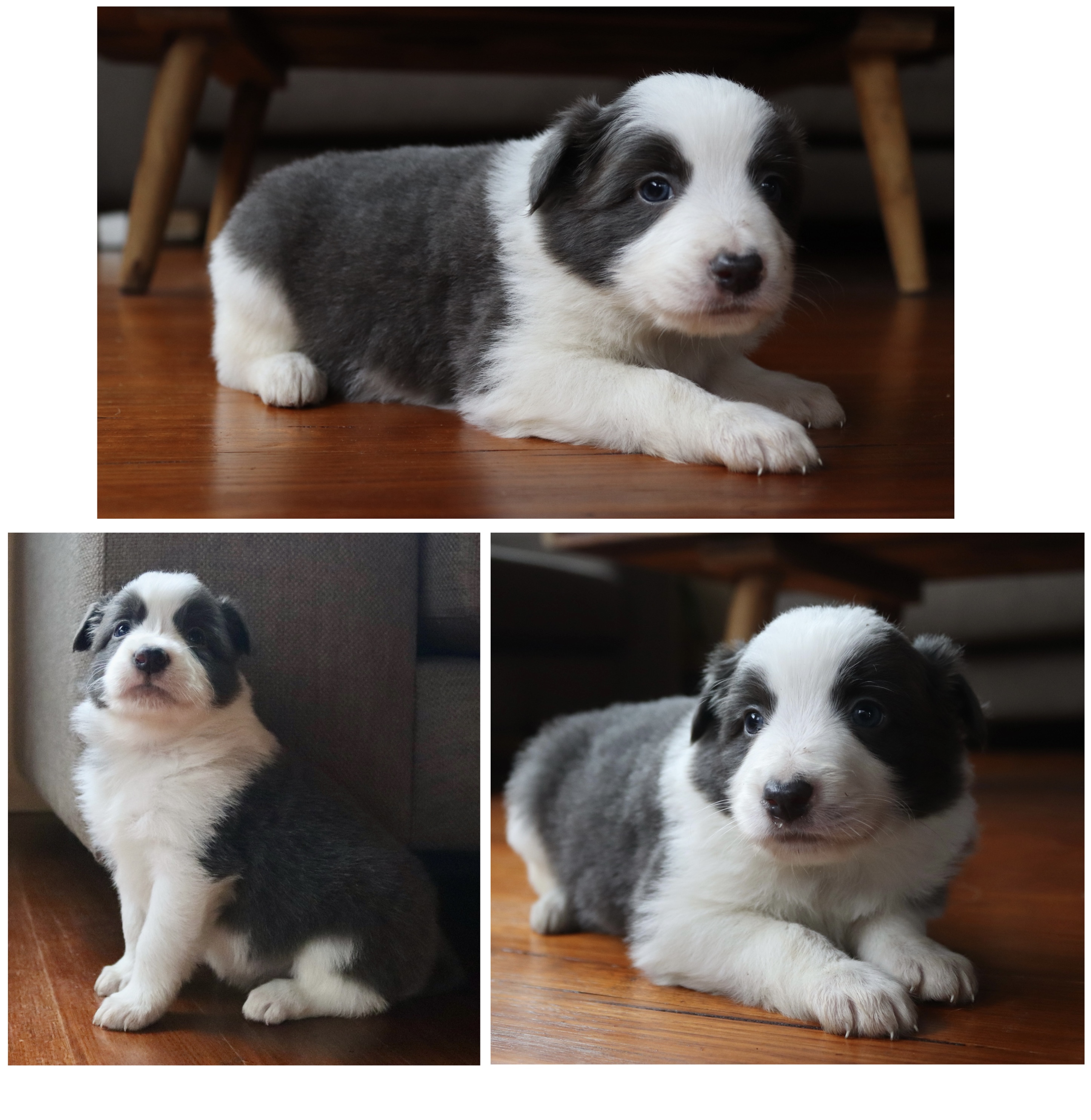Border Collie - Yarra Valley - PetsForHomes
