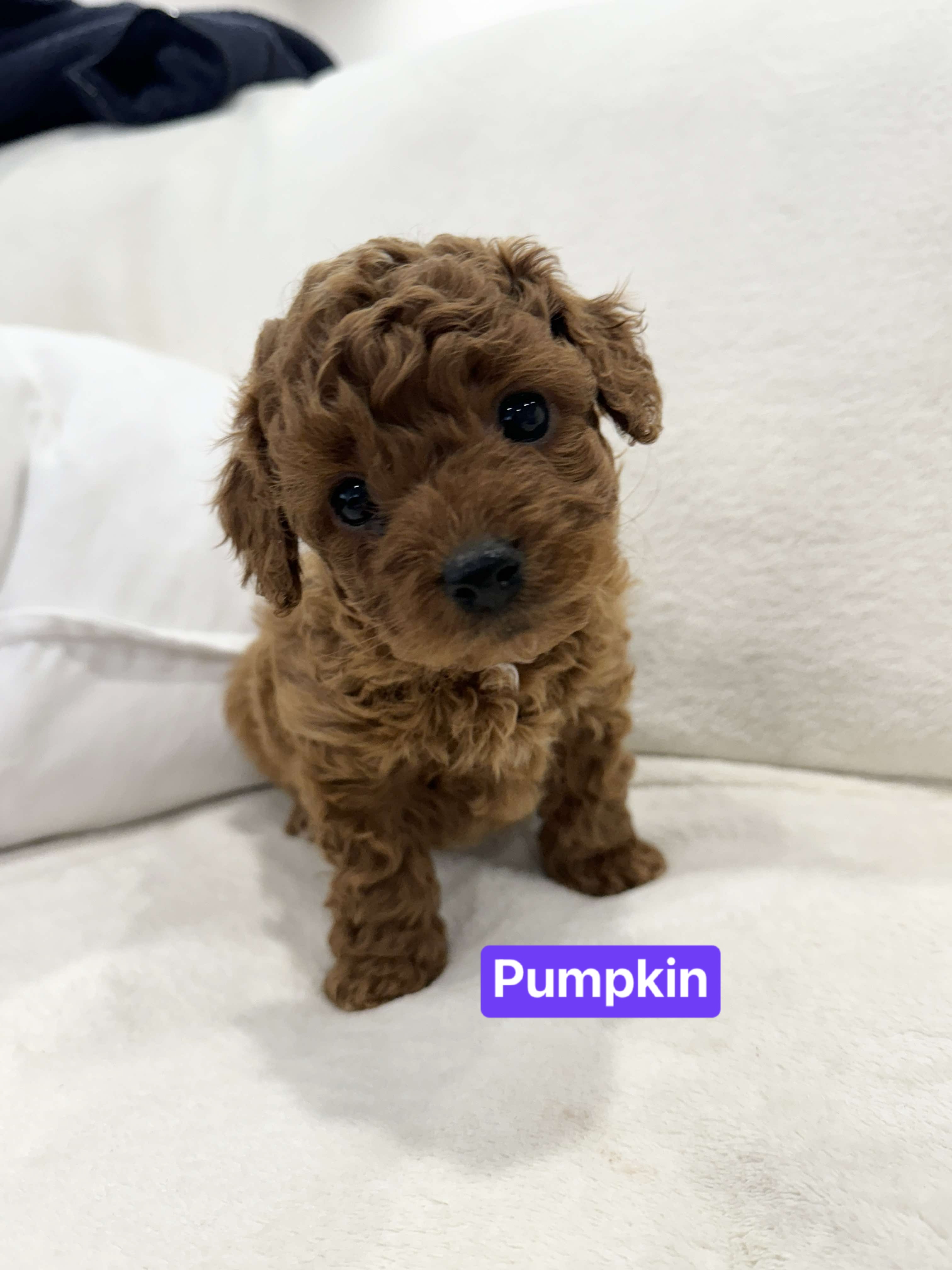 Toy Poodle – Mount Waverley