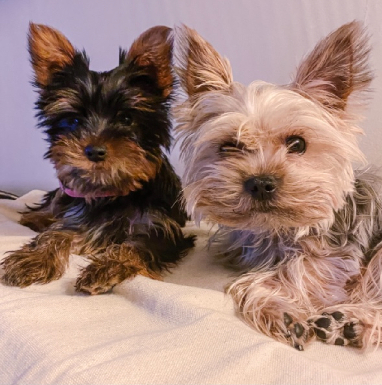 Yorkshire Terrier – Tongala