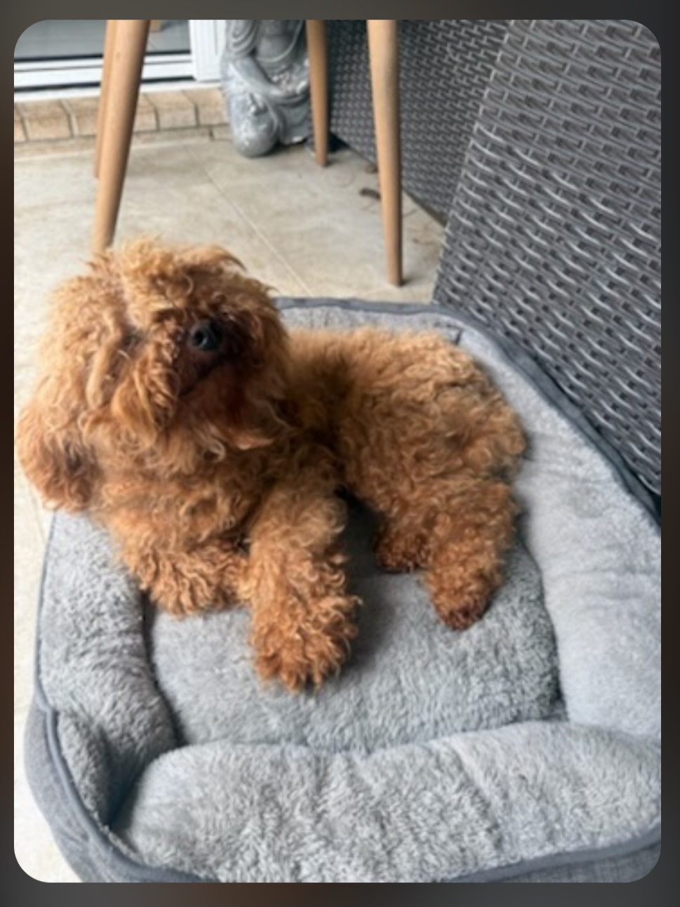 Cavoodle – North Lakes