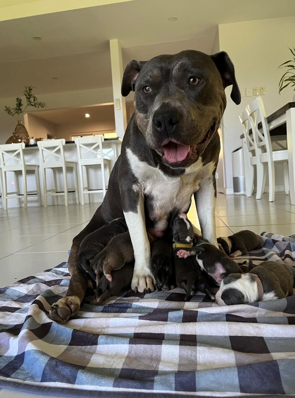 American Staffordshire Bull Terrier – Townsville City