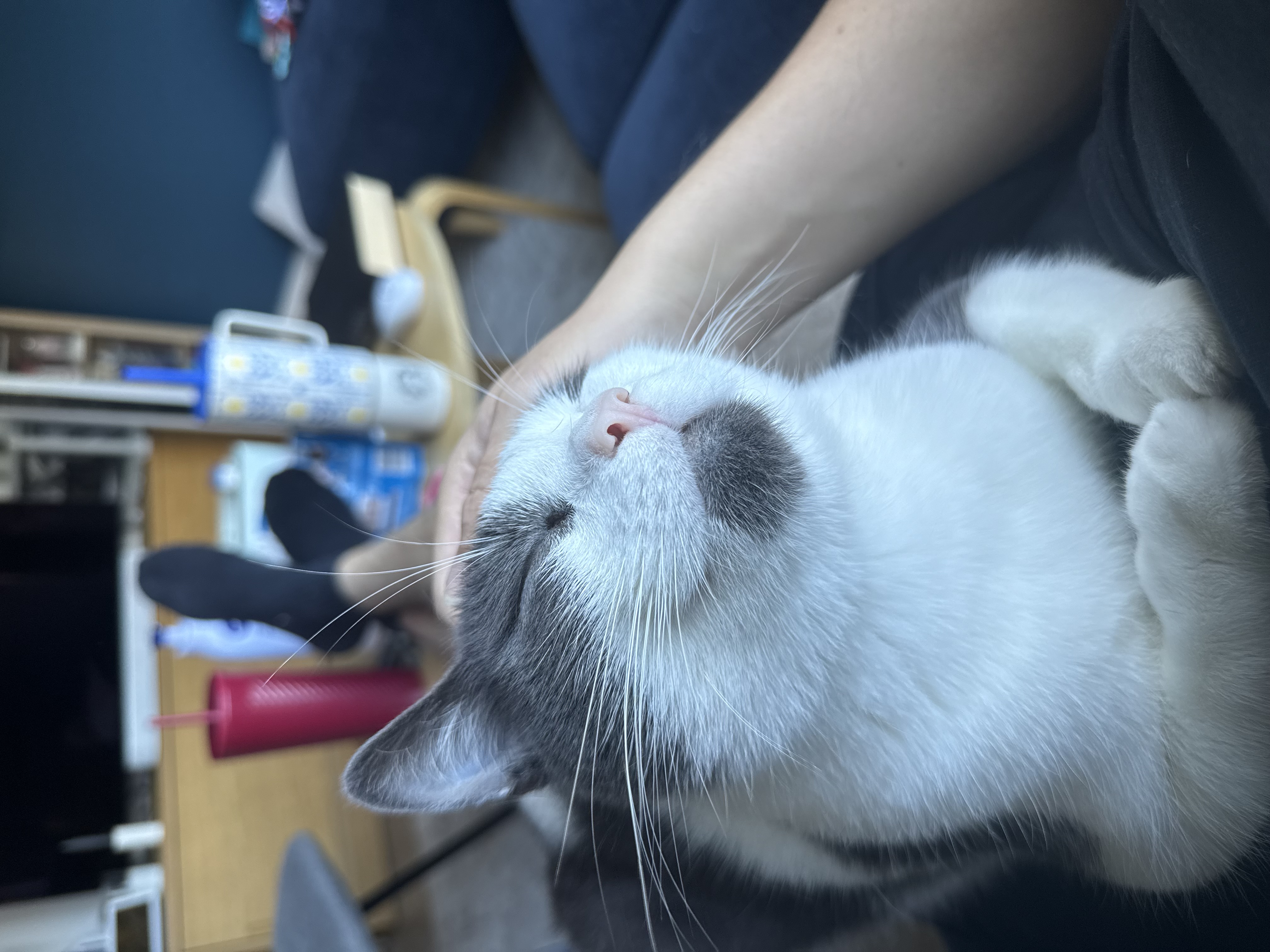 Domestic Short Hair (DSH) – Claremont Meadows