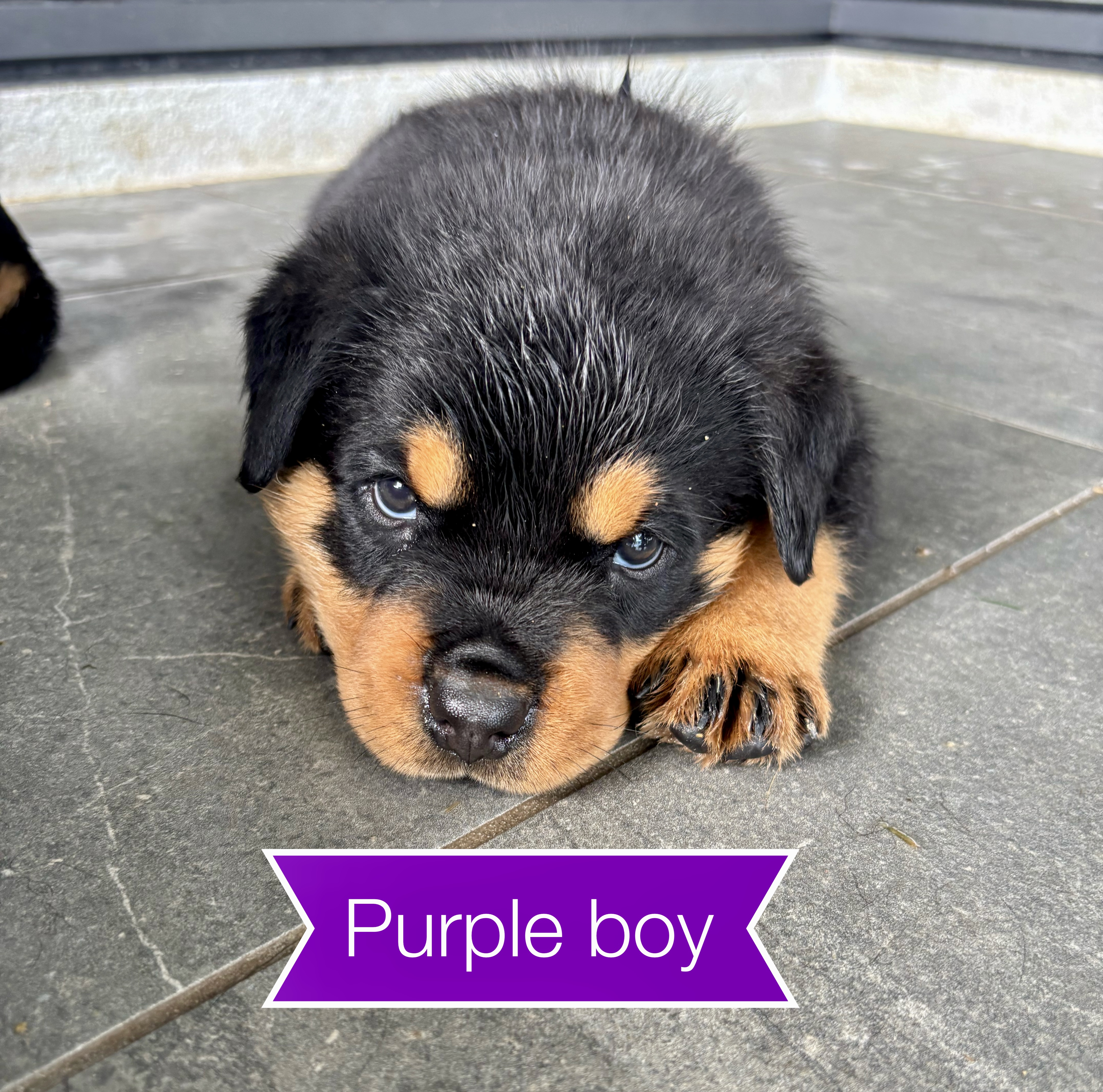 Rottweiler – Townsville City