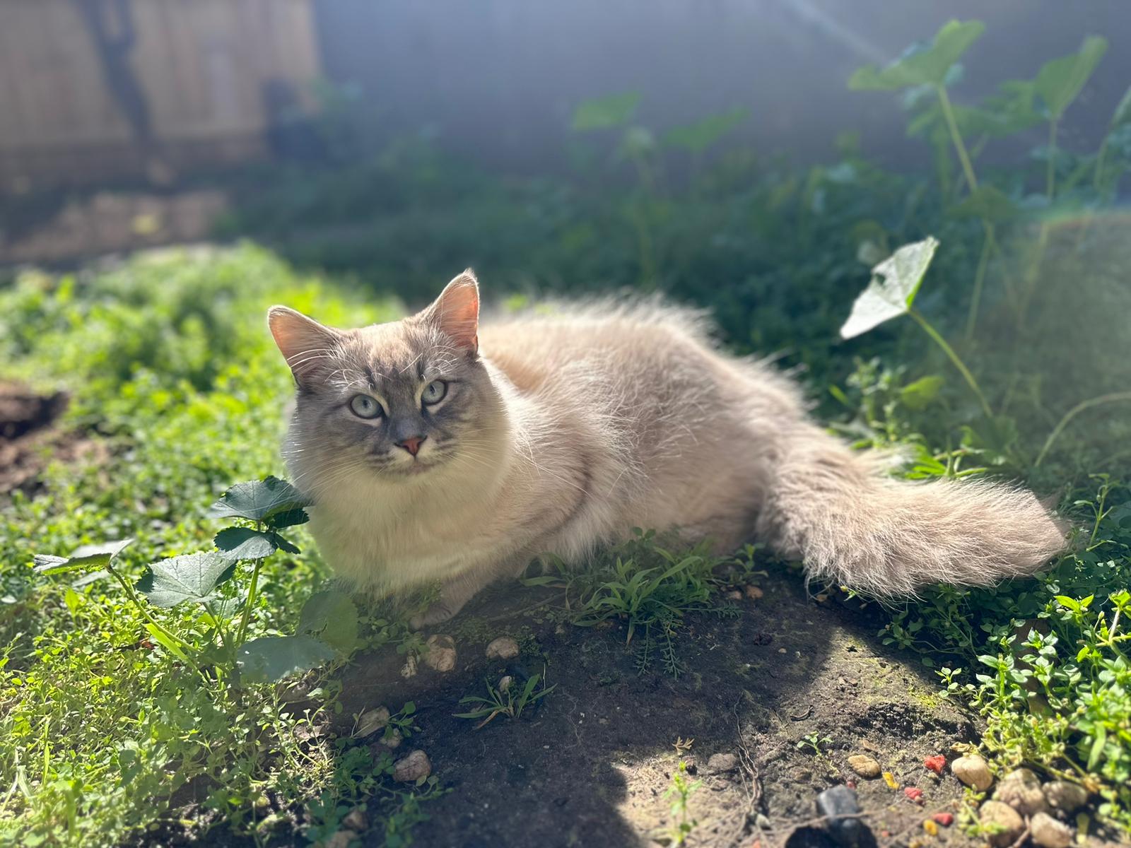 Ragdoll – Brunswick West