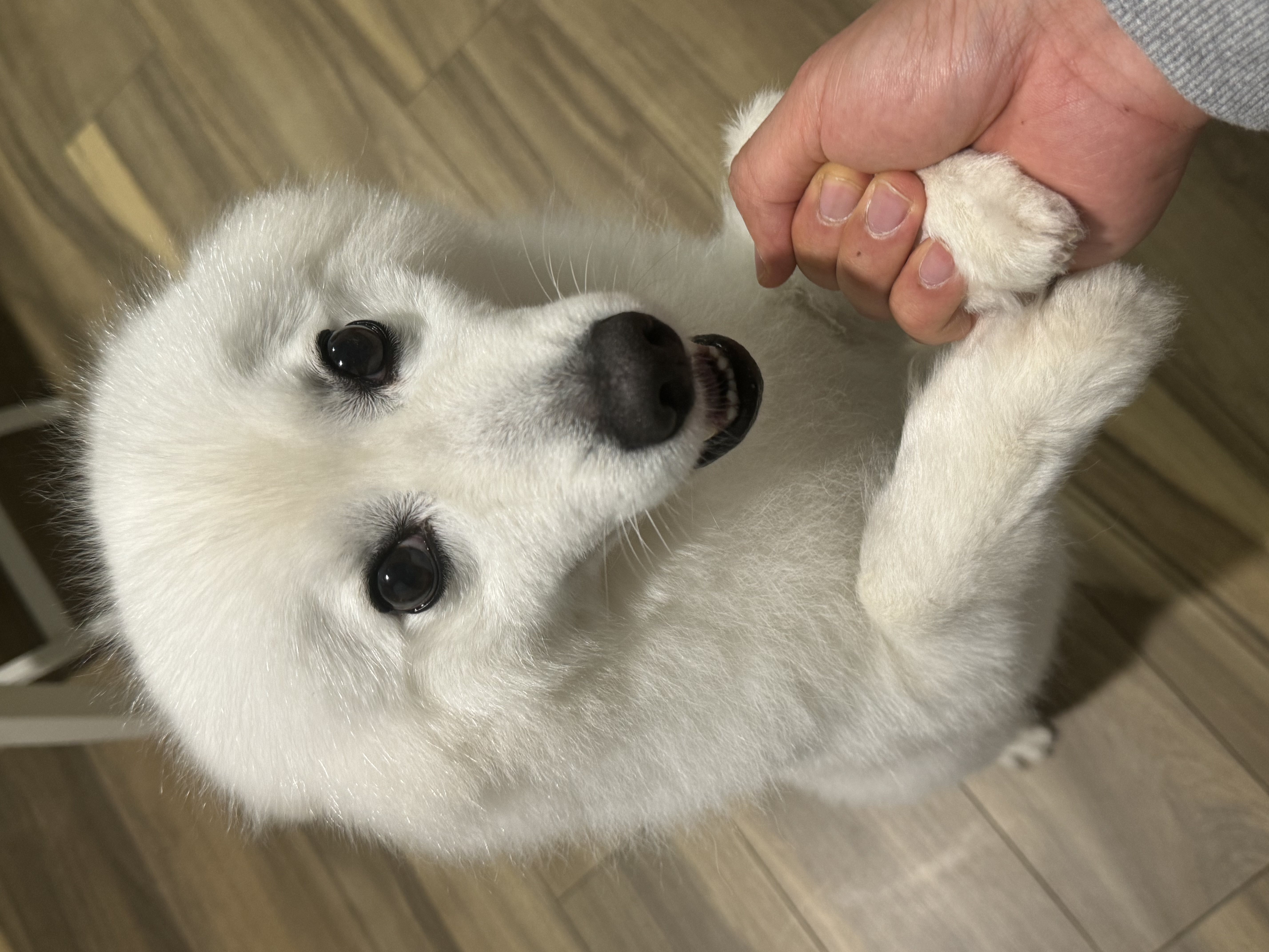 Japanese Spitz – Rosebery