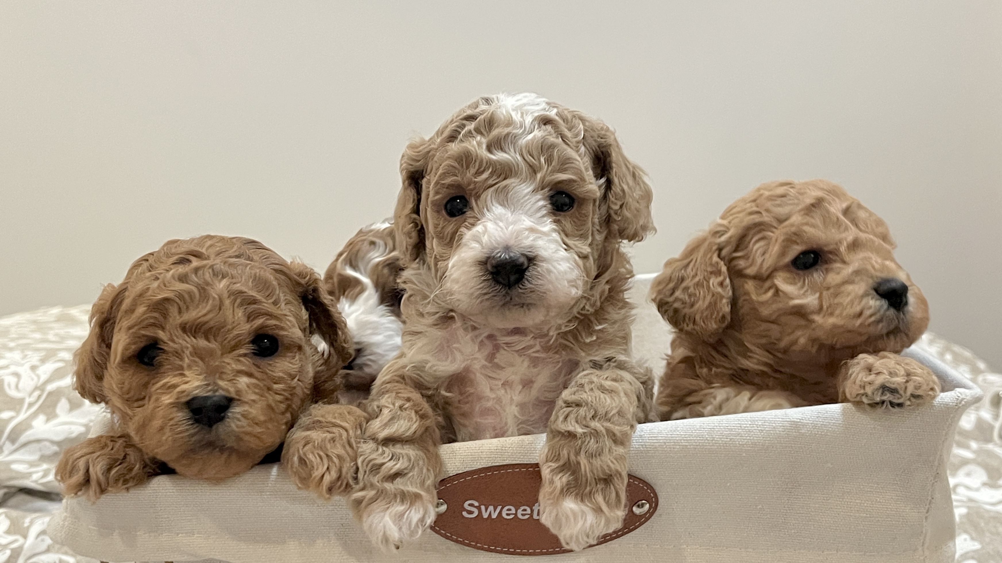 Cavoodle – North Rocks