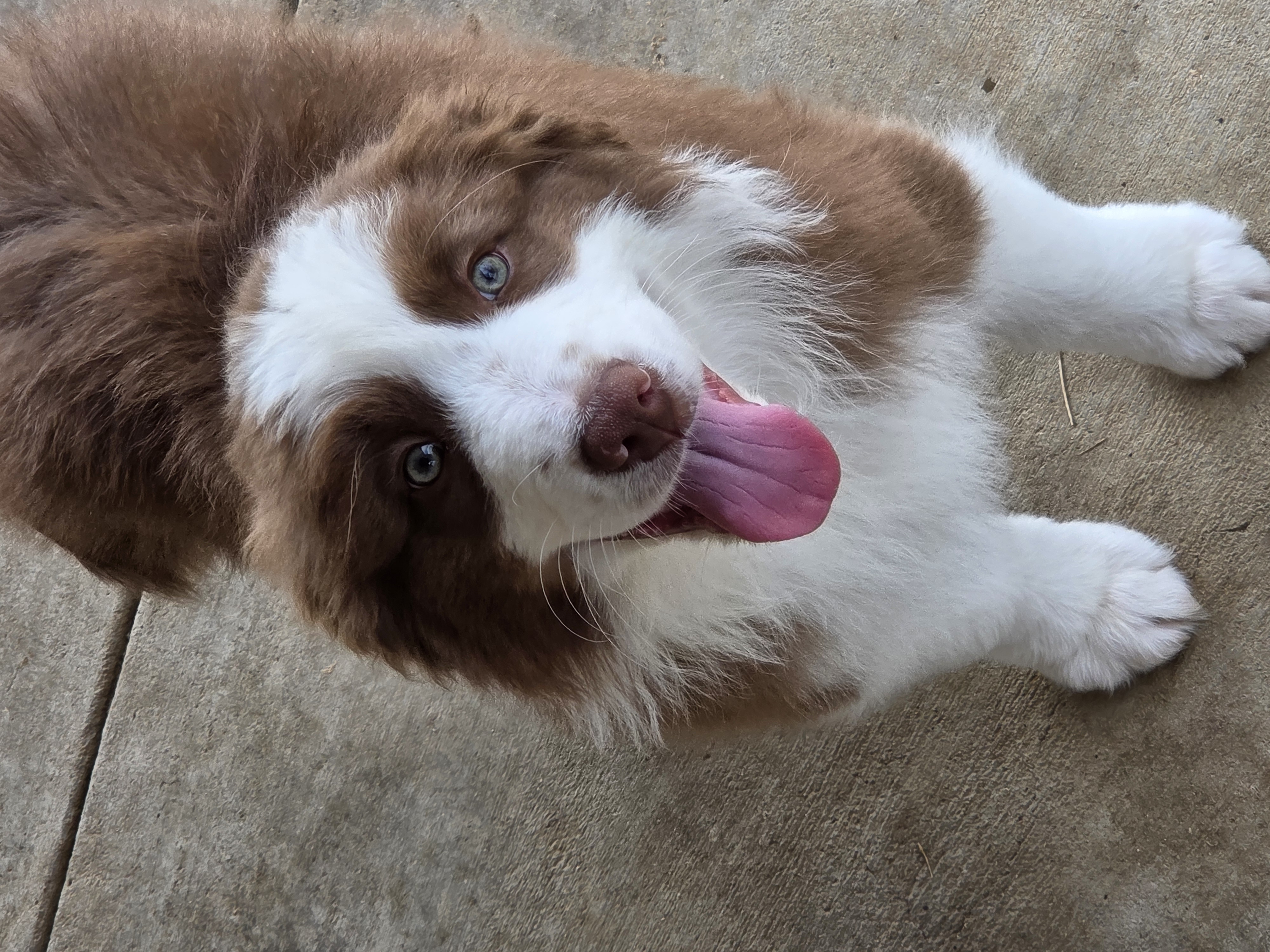 Australian Shepherd – Boonah