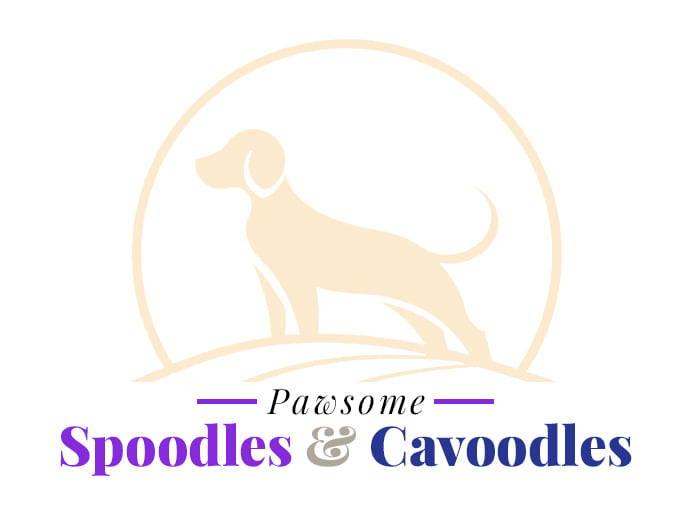 Cavoodle & Spoodle