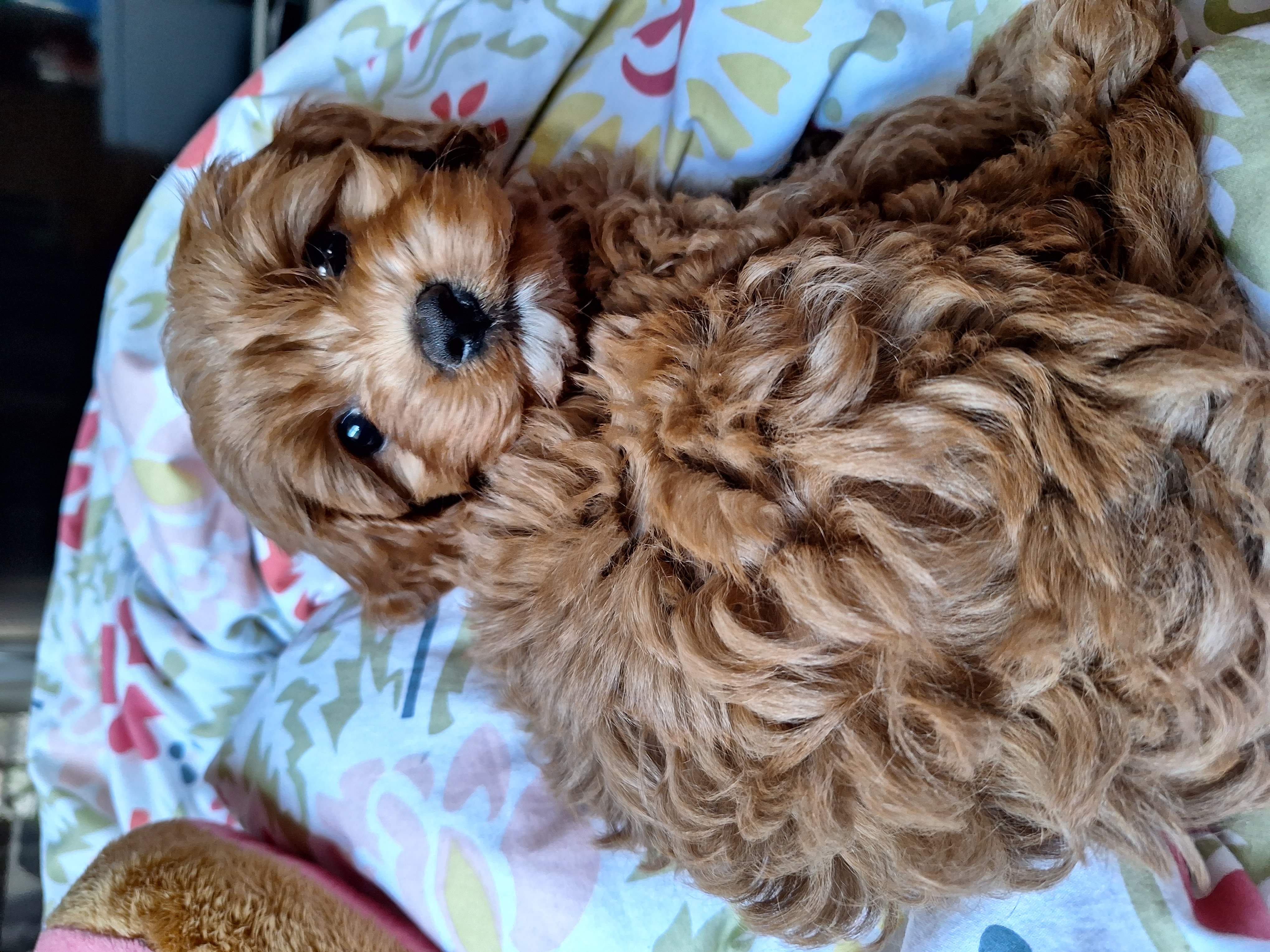 Red Cavoodle Puppy Female
