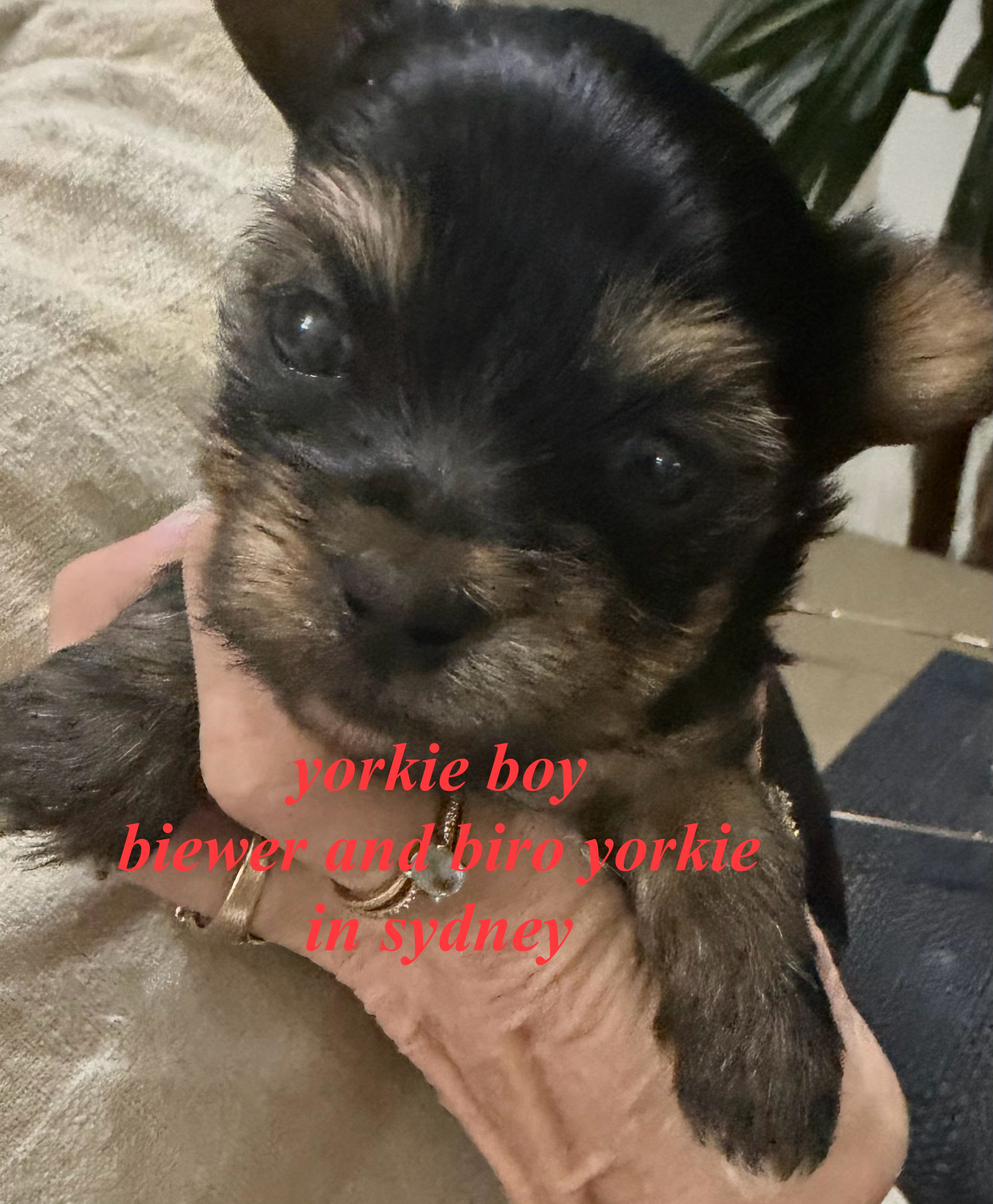 Yorkshire Terrier – Rooty Hill