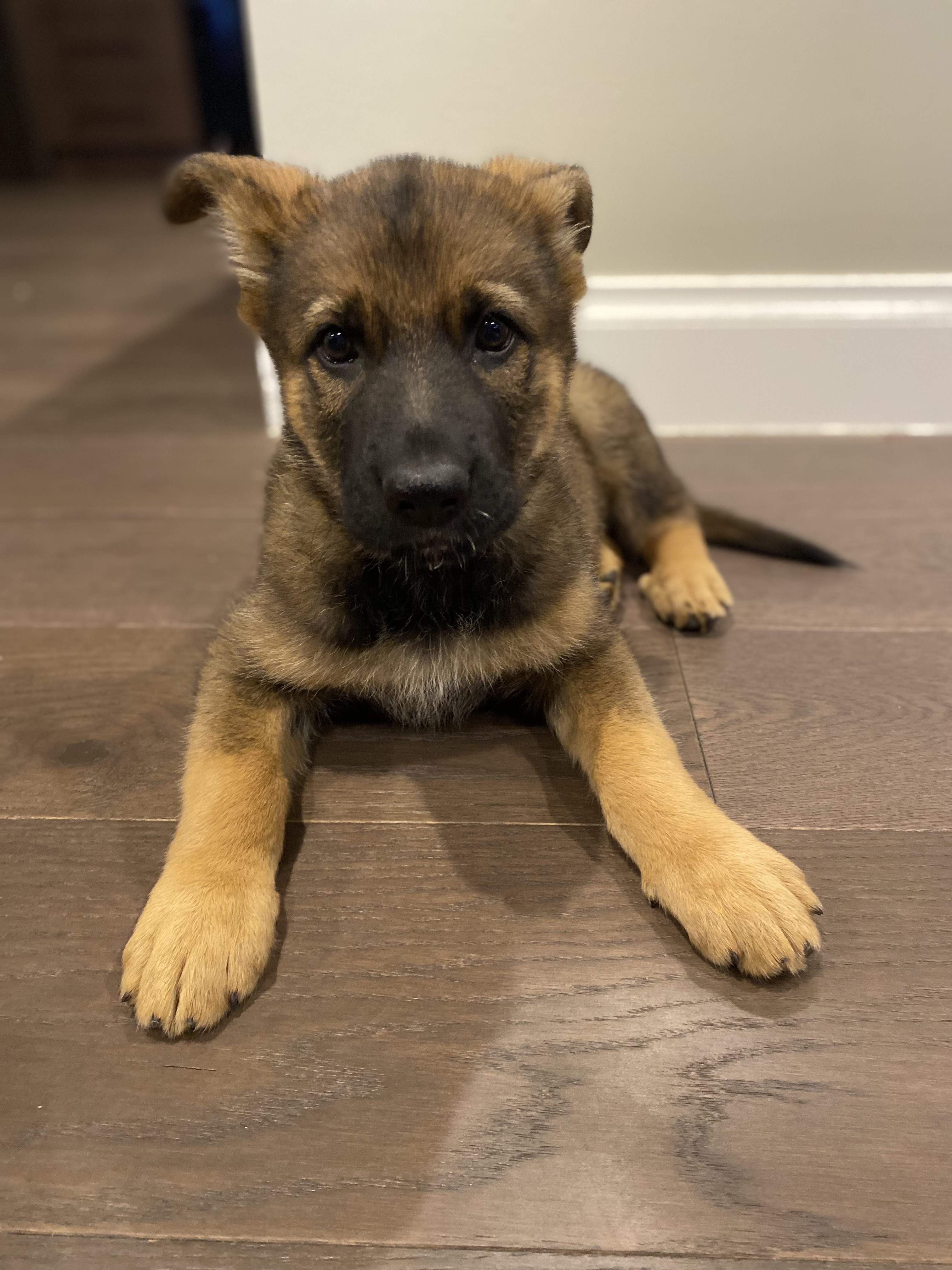 German Shepherd – Taylors Hill