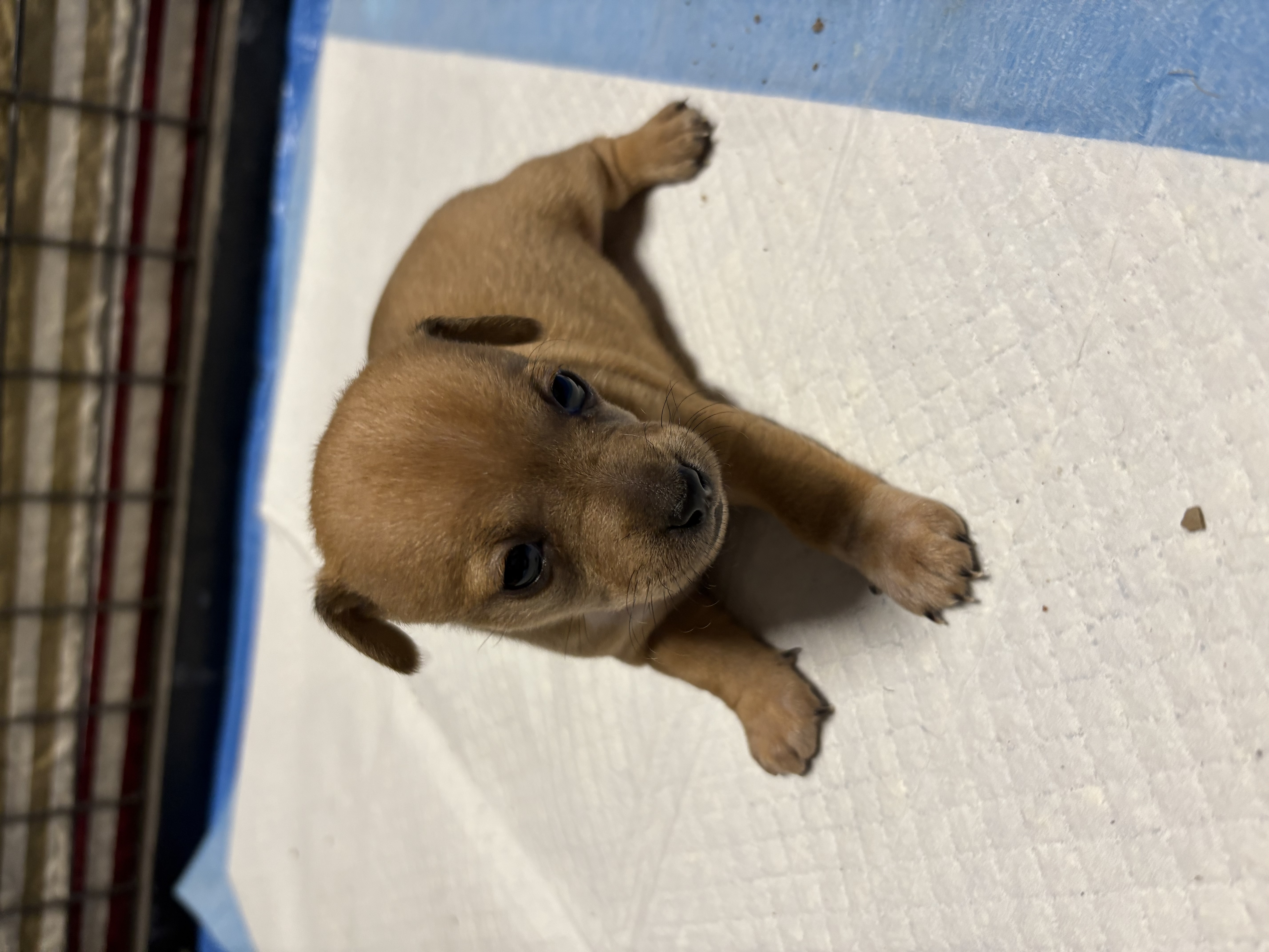 Mini Foxy – Raymond Terrace