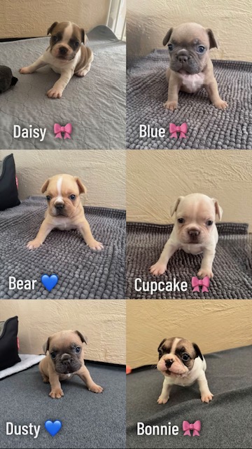 French Bulldog – Far North Queensland