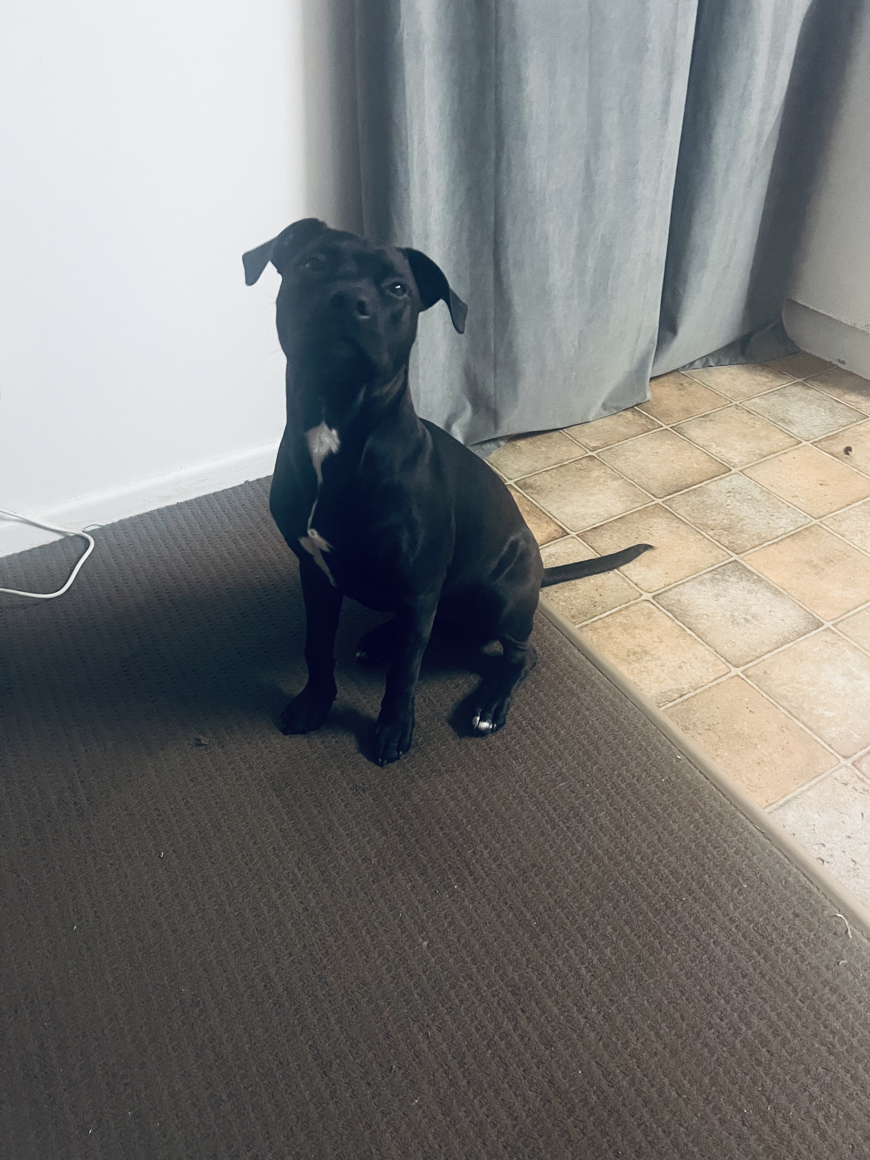 American Staffordshire Bull Terrier – Kallangur