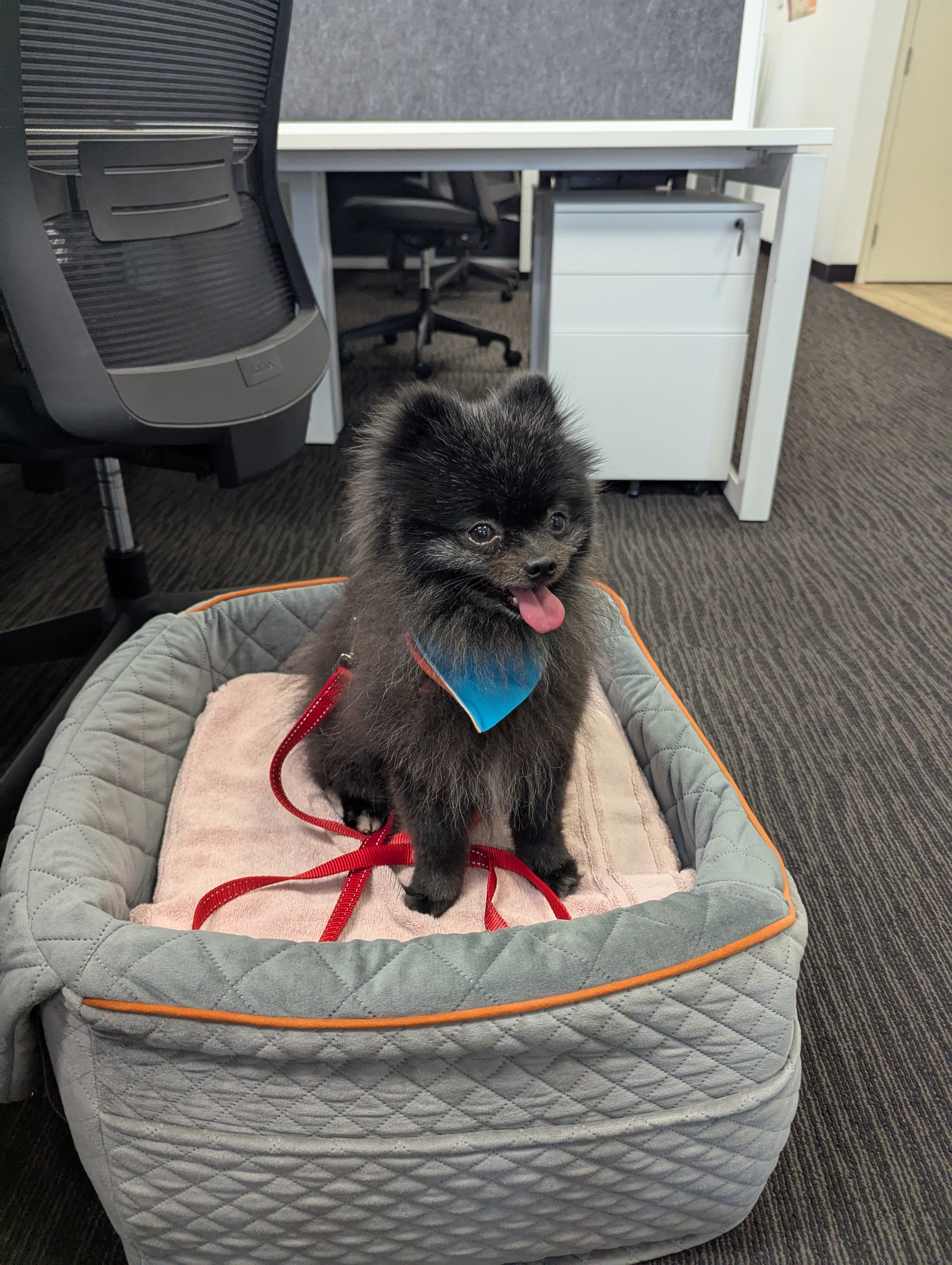 Pomeranian – Ellenbrook
