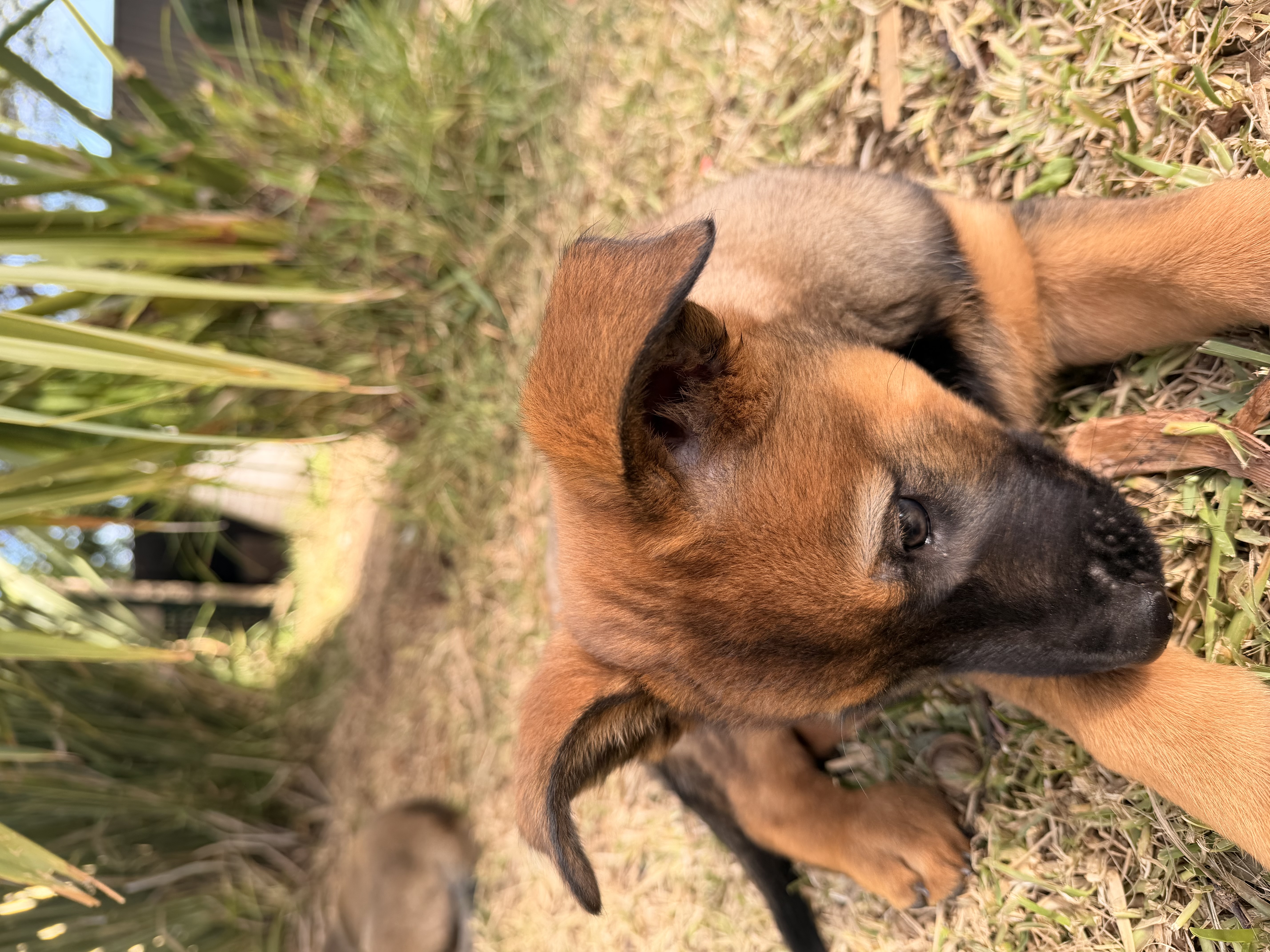 Belgian Malinois – Lalor Park