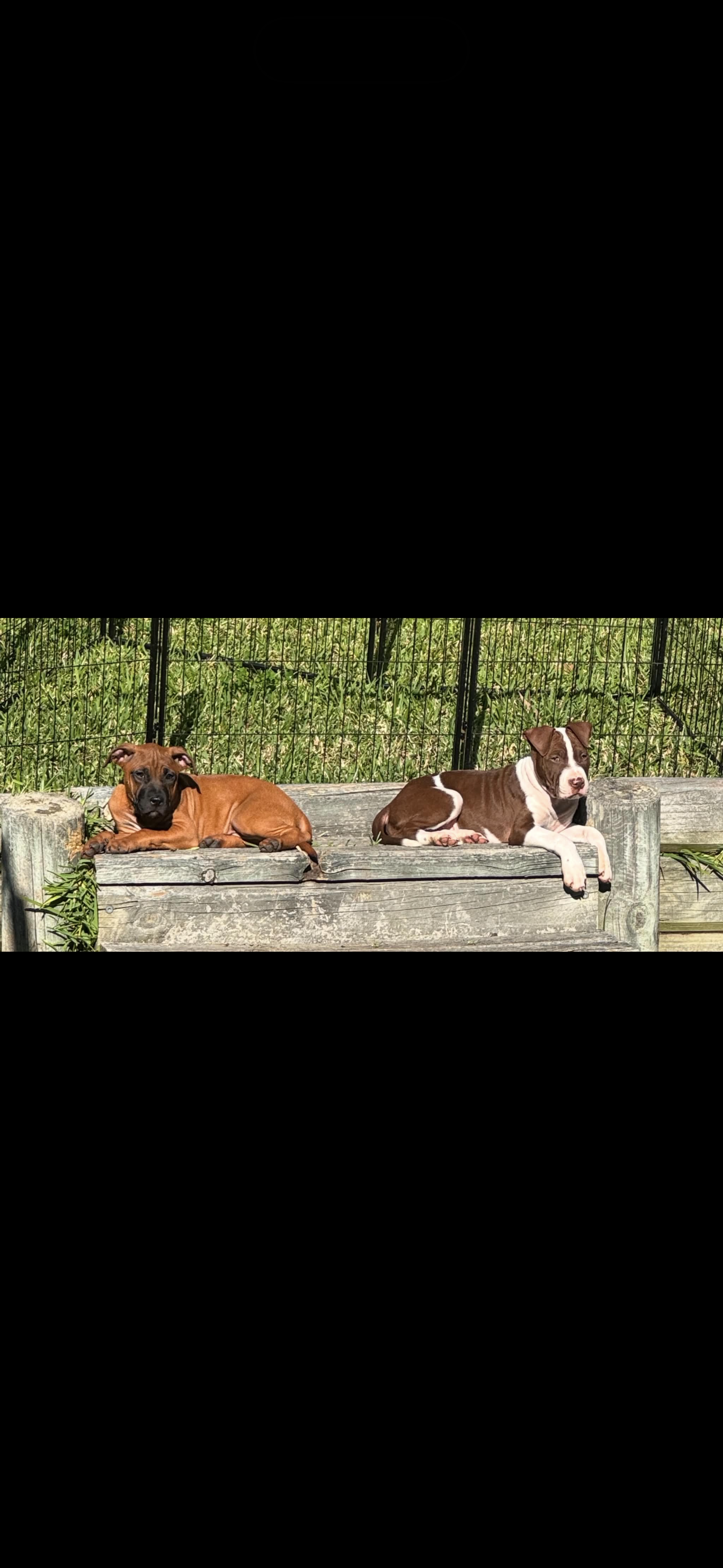 American Staffordshire Bull Terrier – Blue Haven