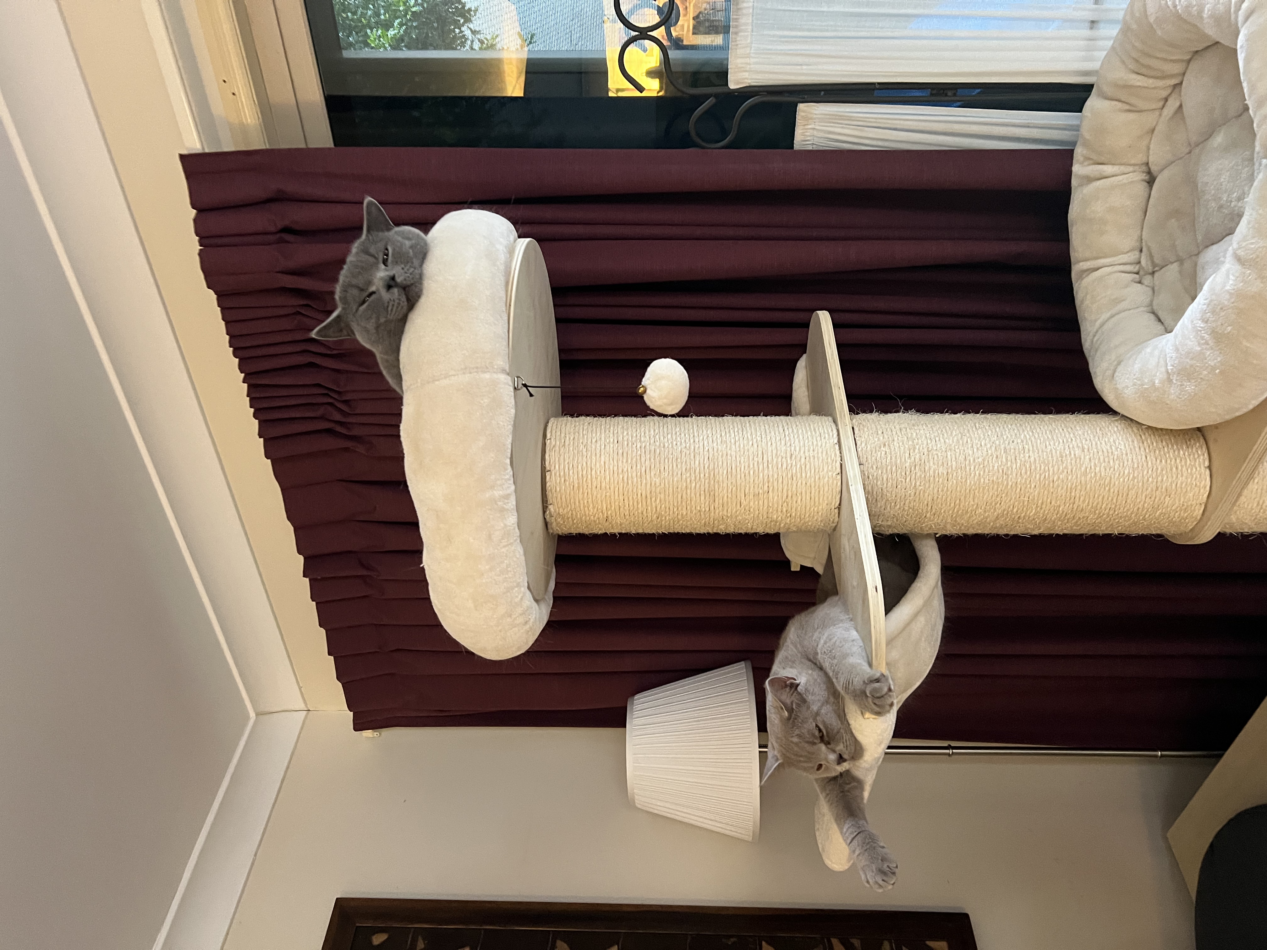 British Shorthair – Southport