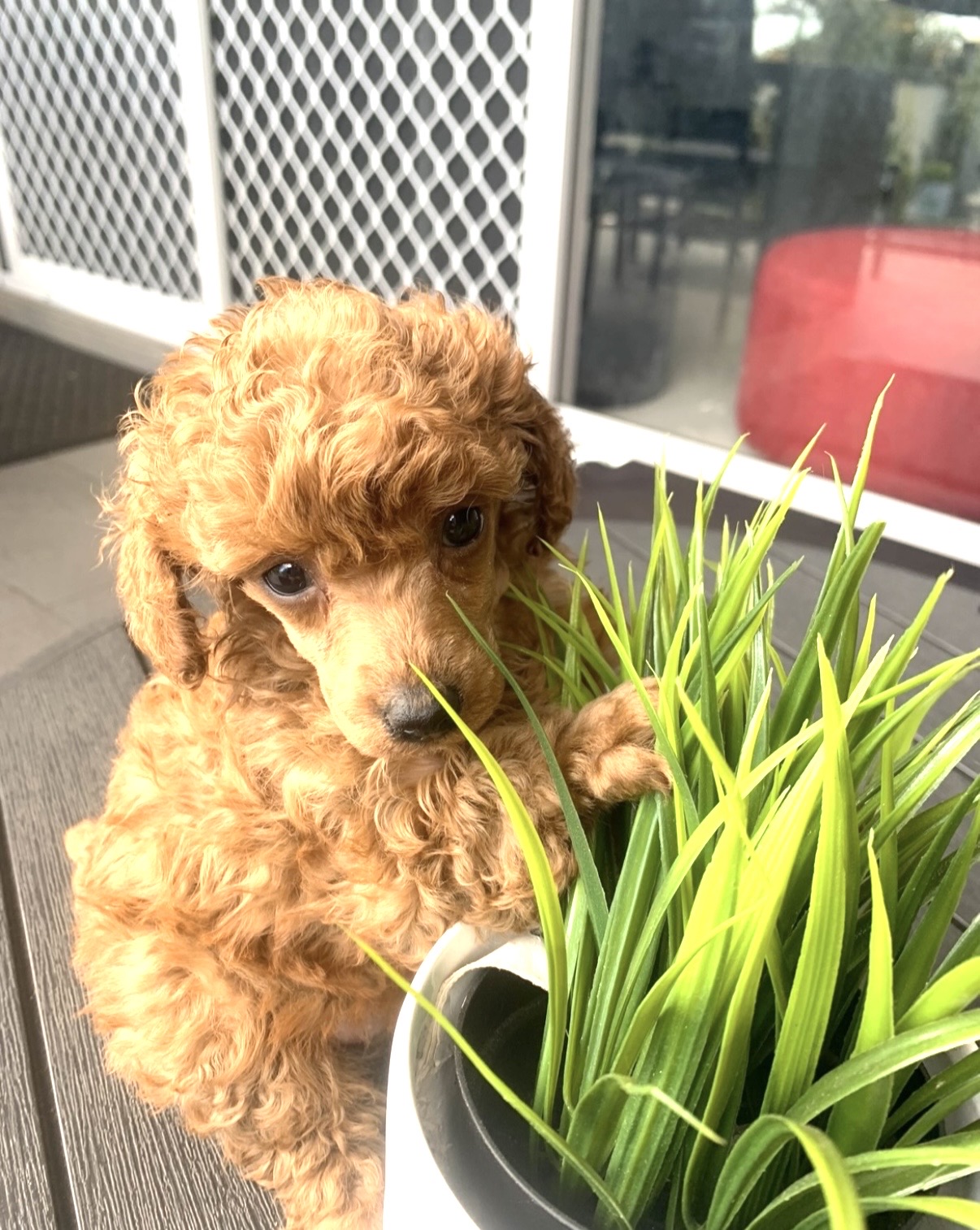 Toy Poodle – Georges Hall