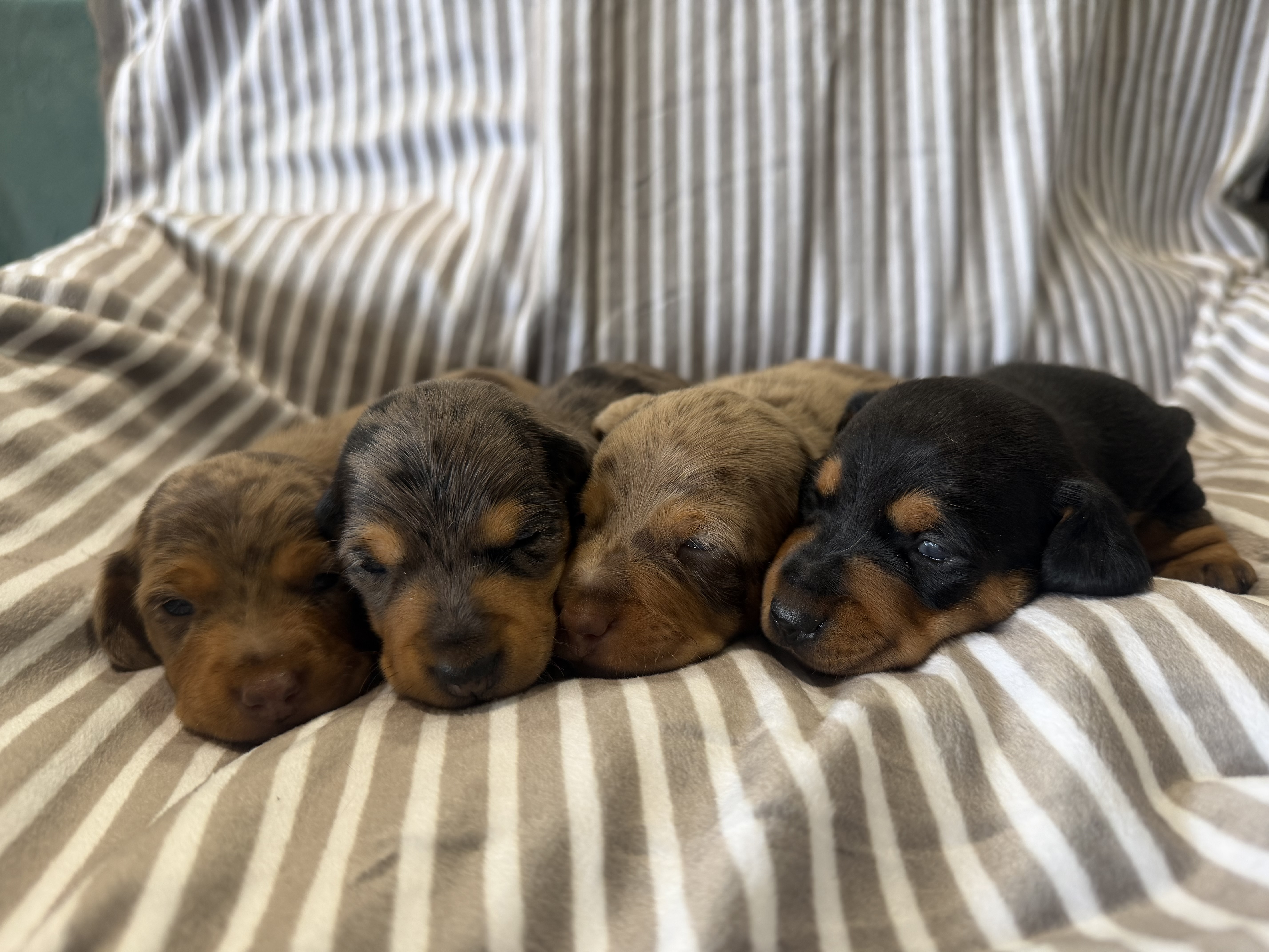 Dachshund – Spring Creek
