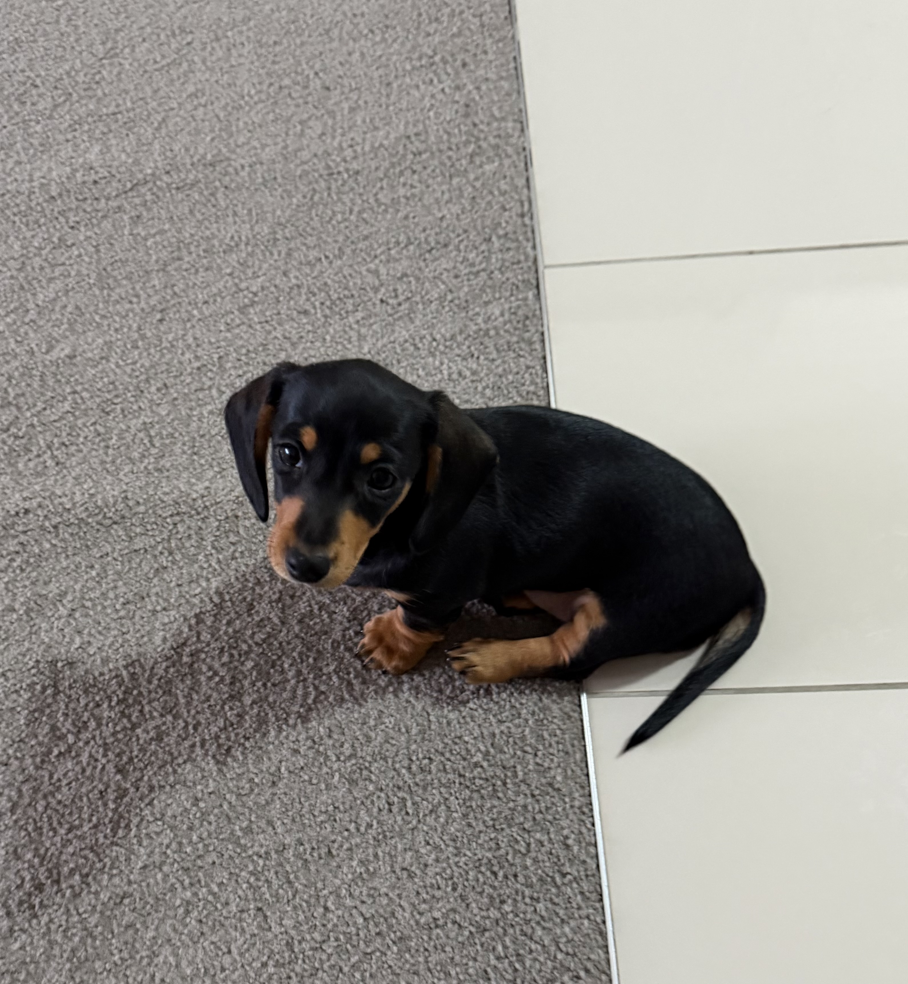 Miniature Dachshund – Penrith