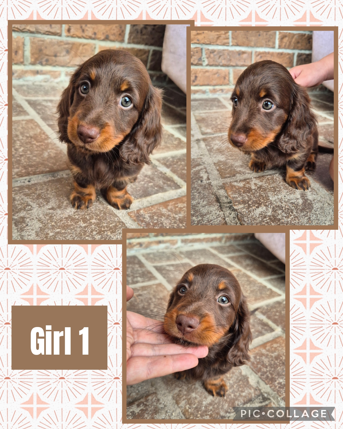 Dachshund – Clybucca
