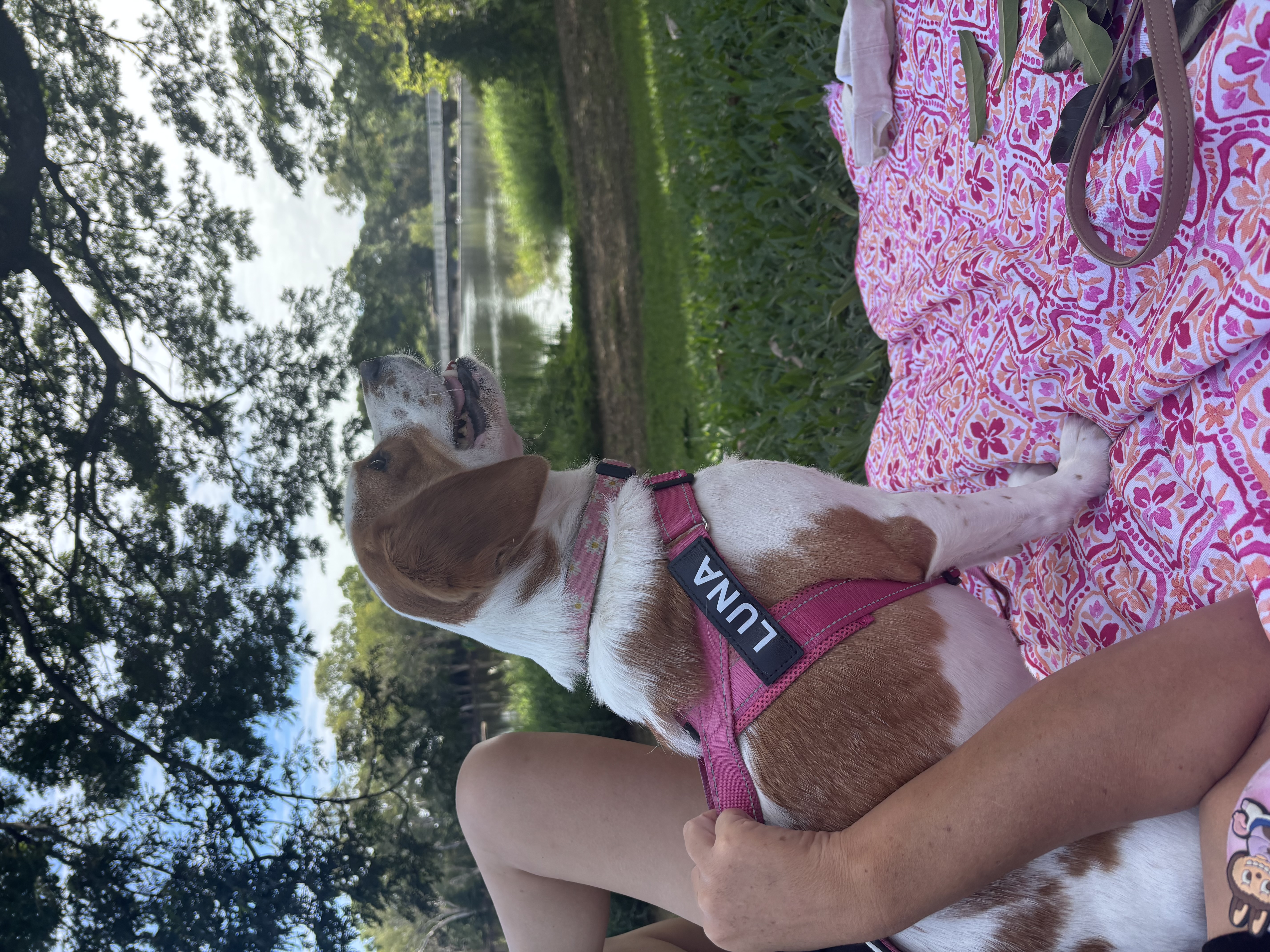 Dogs – Townsville City