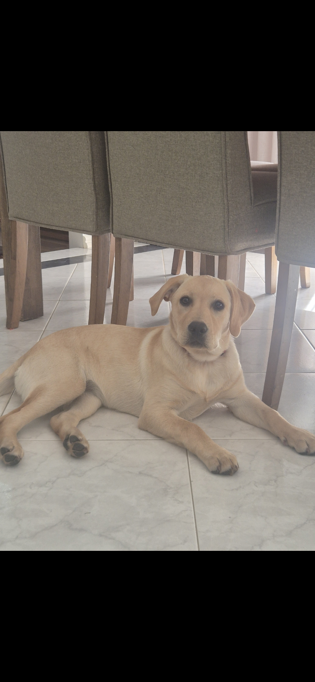 Labrador Retriever – Taylors Lakes