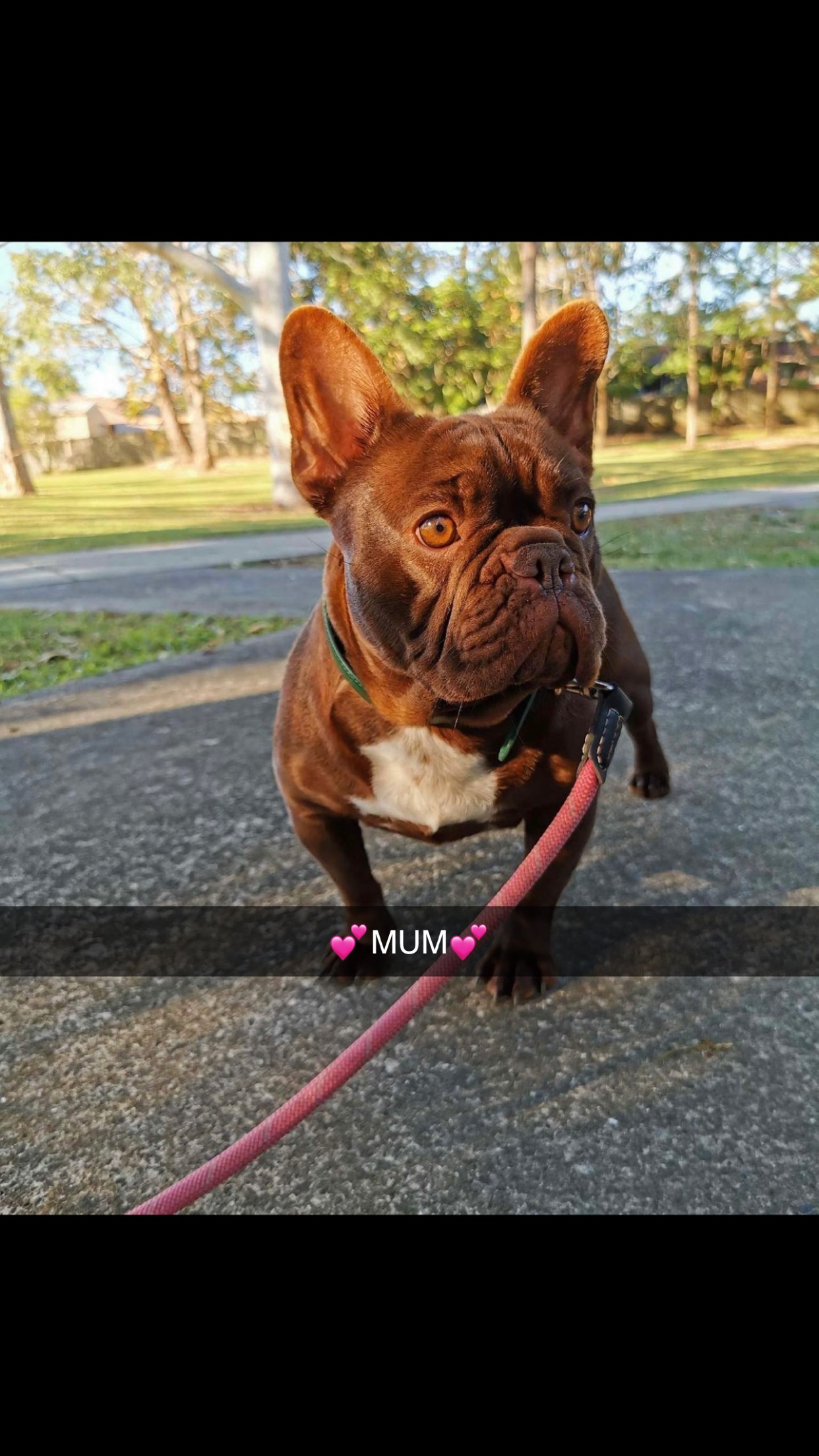 French Bulldog – Yamba