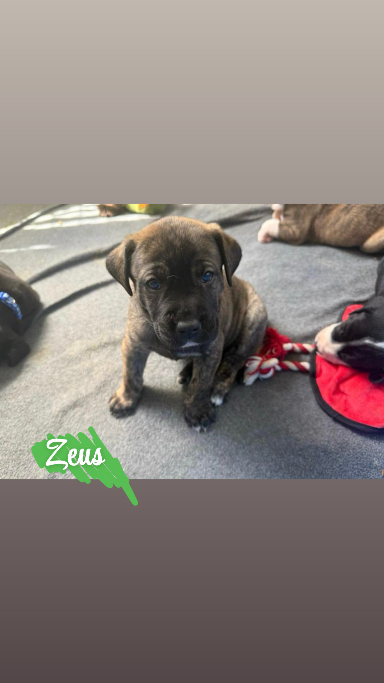 Other Dogs – Boondall