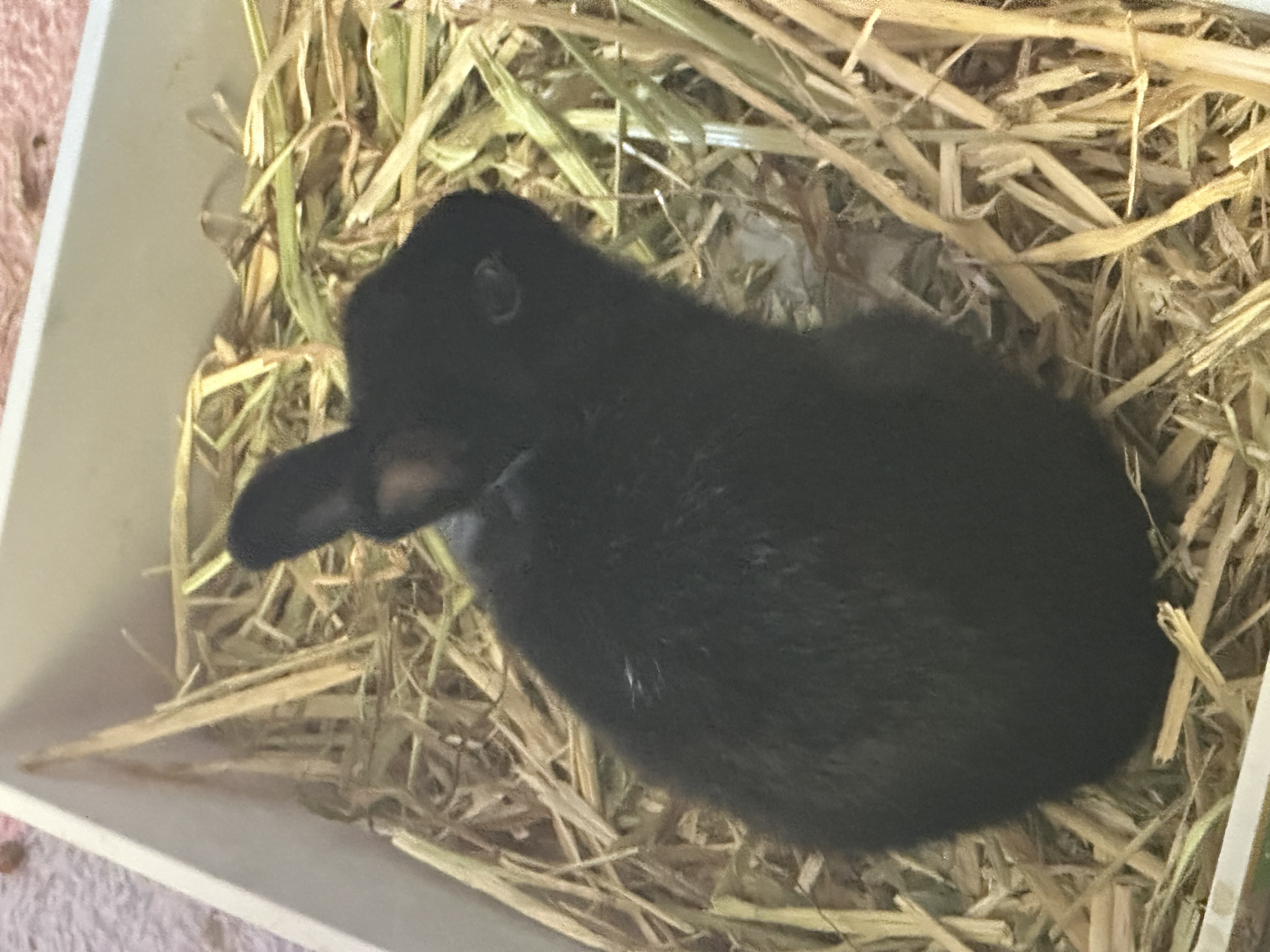 Rabbit – Nunawading